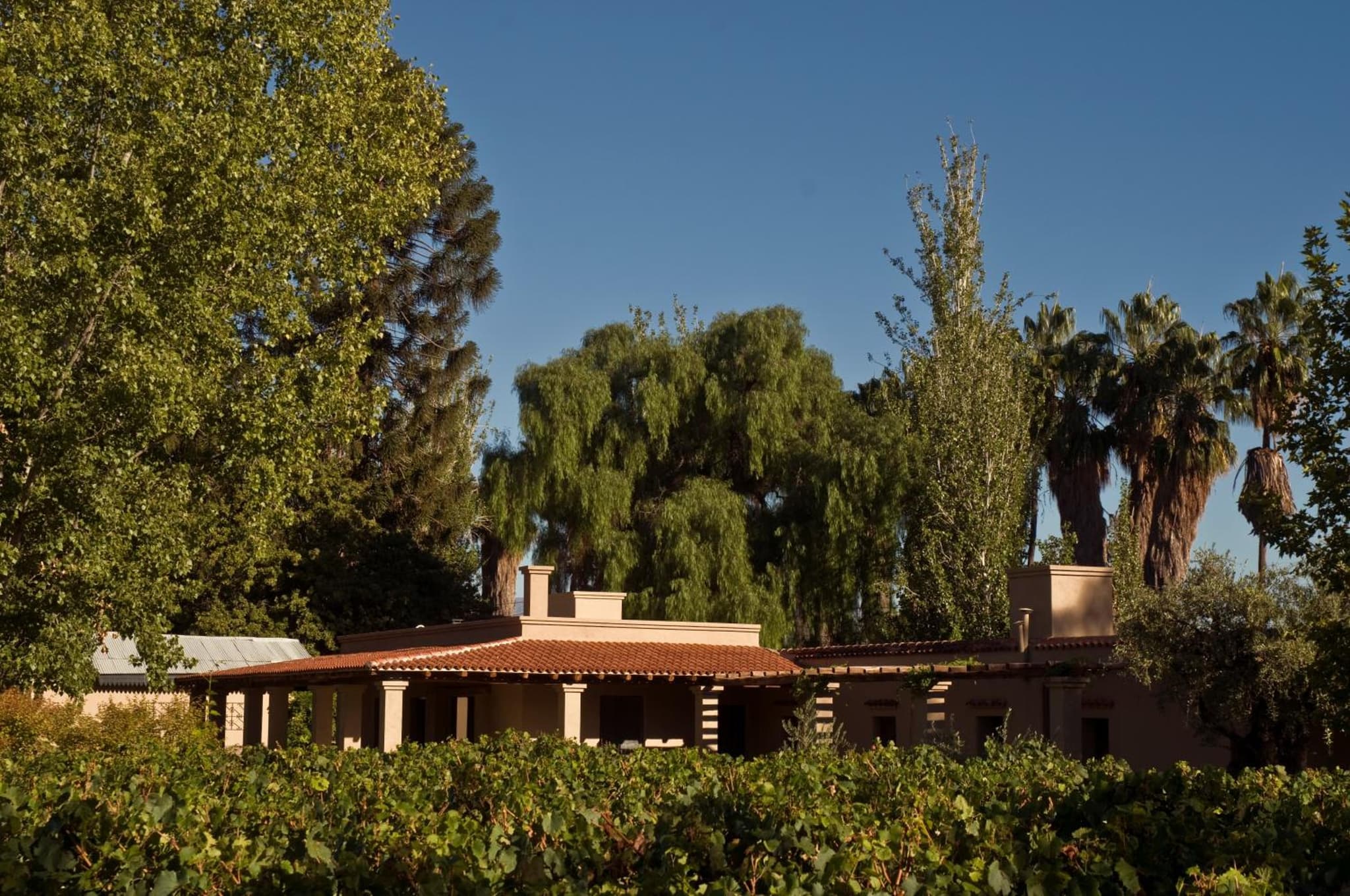 Finca Verde Oliva Wine & Olive Estate