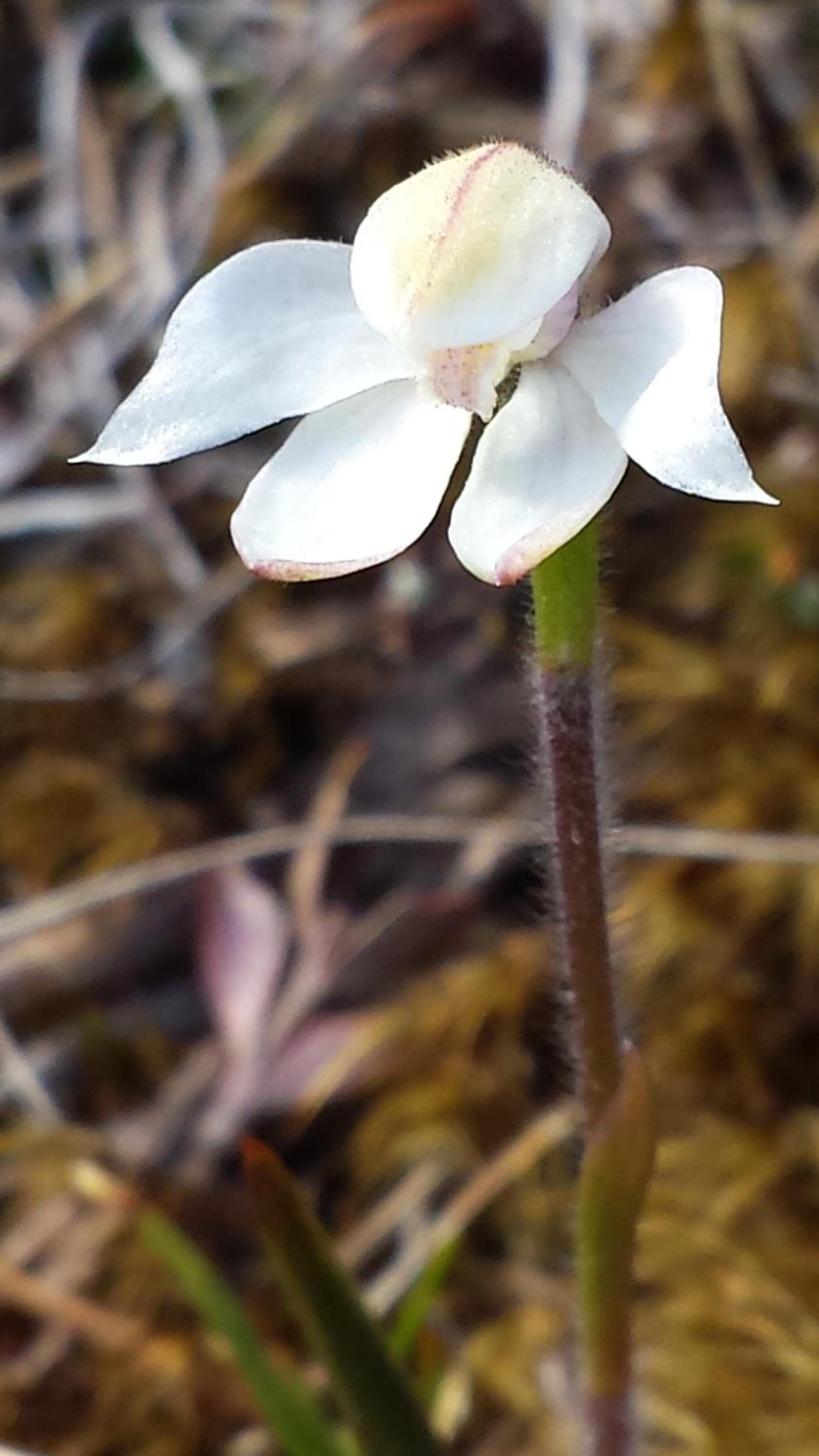 The Tussocks, Arthur's Pass photo 8
