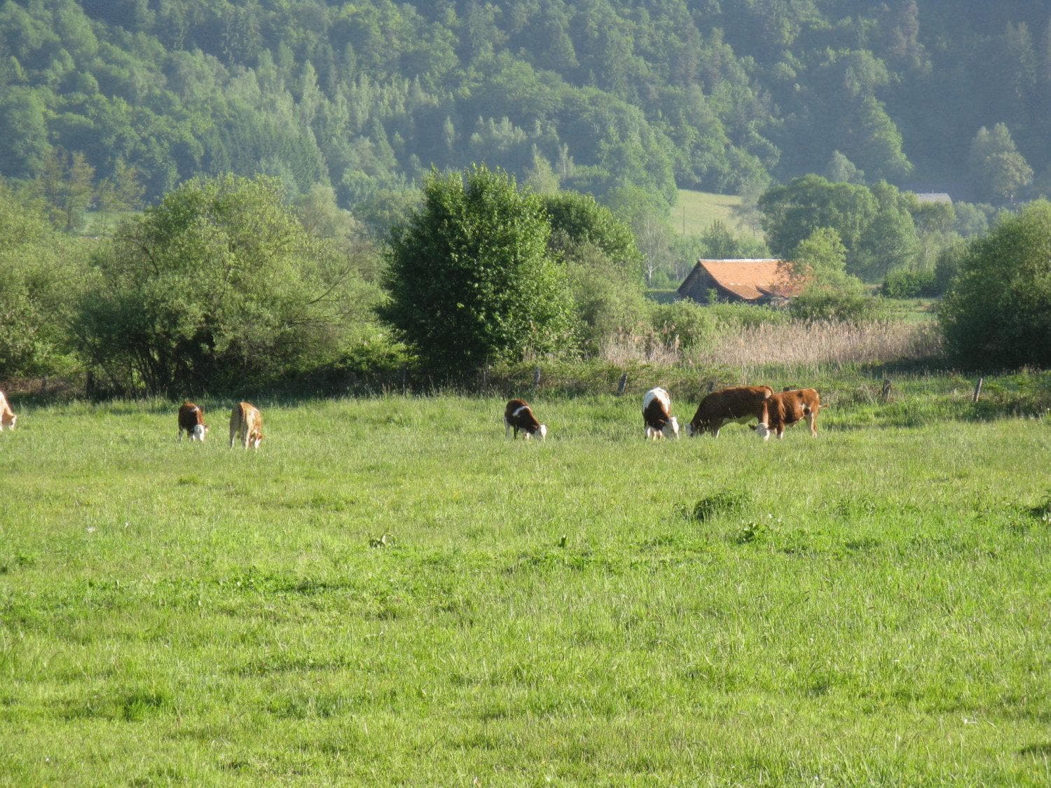 Gasthof Laggner photo 5