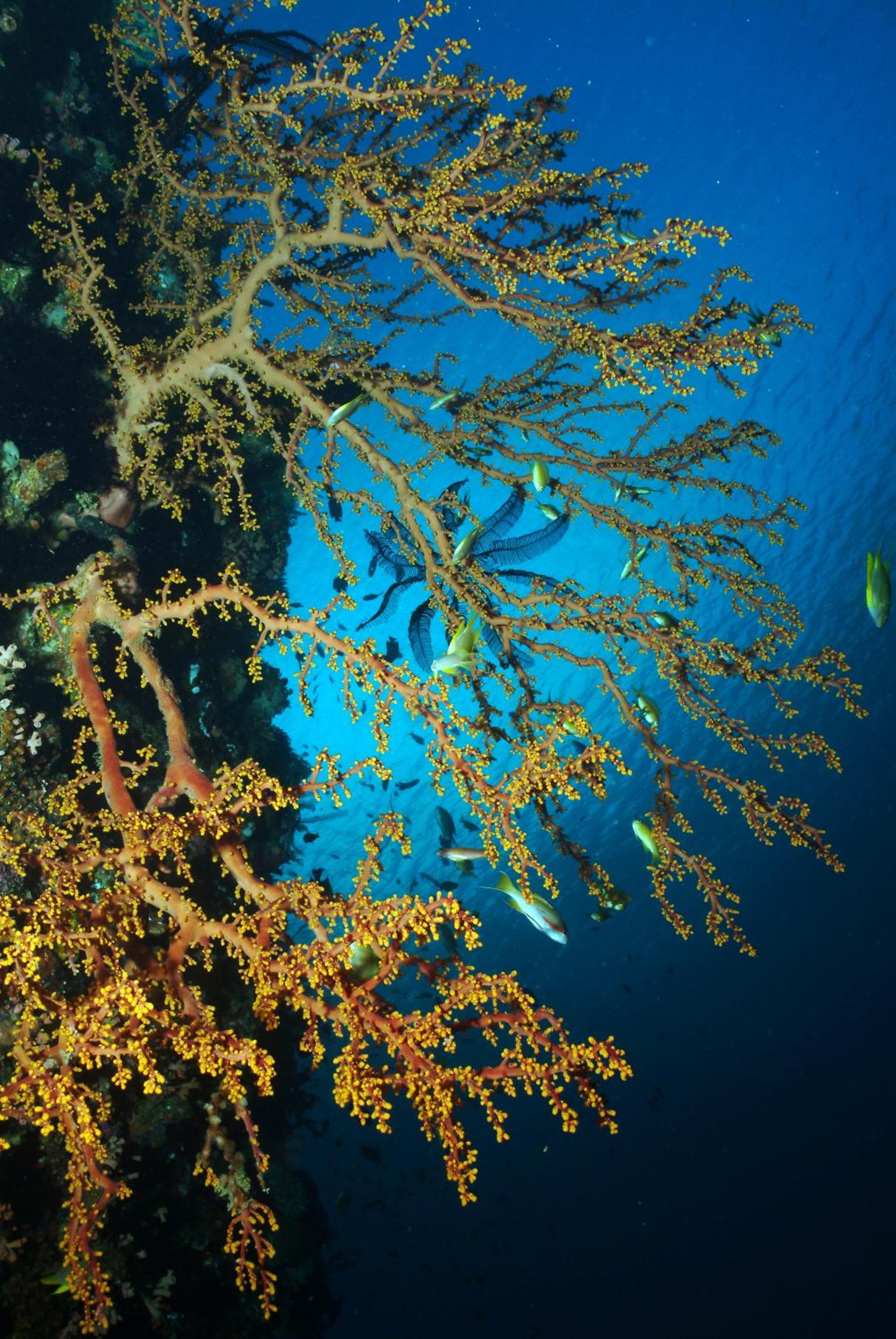 Blue Star Dive and Resort photo 8