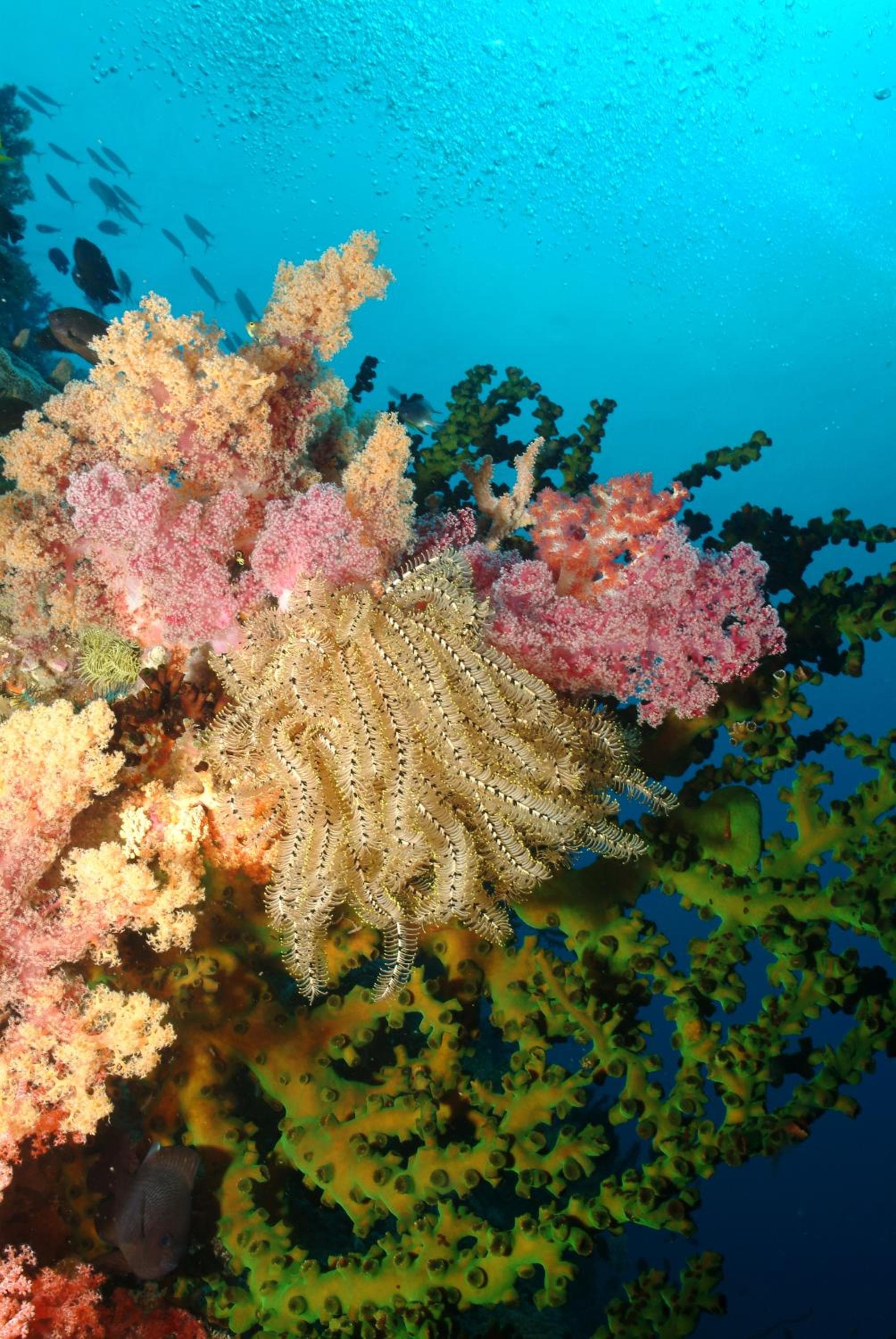 Blue Star Dive and Resort photo 2