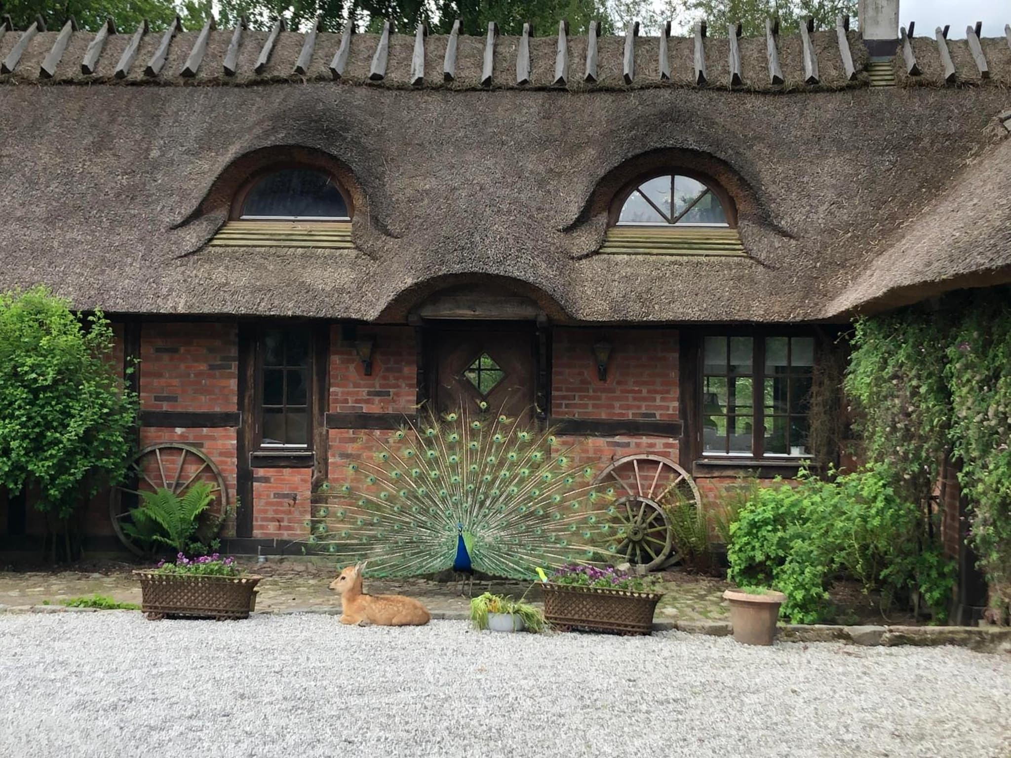 Cottage on unique farm photo 8