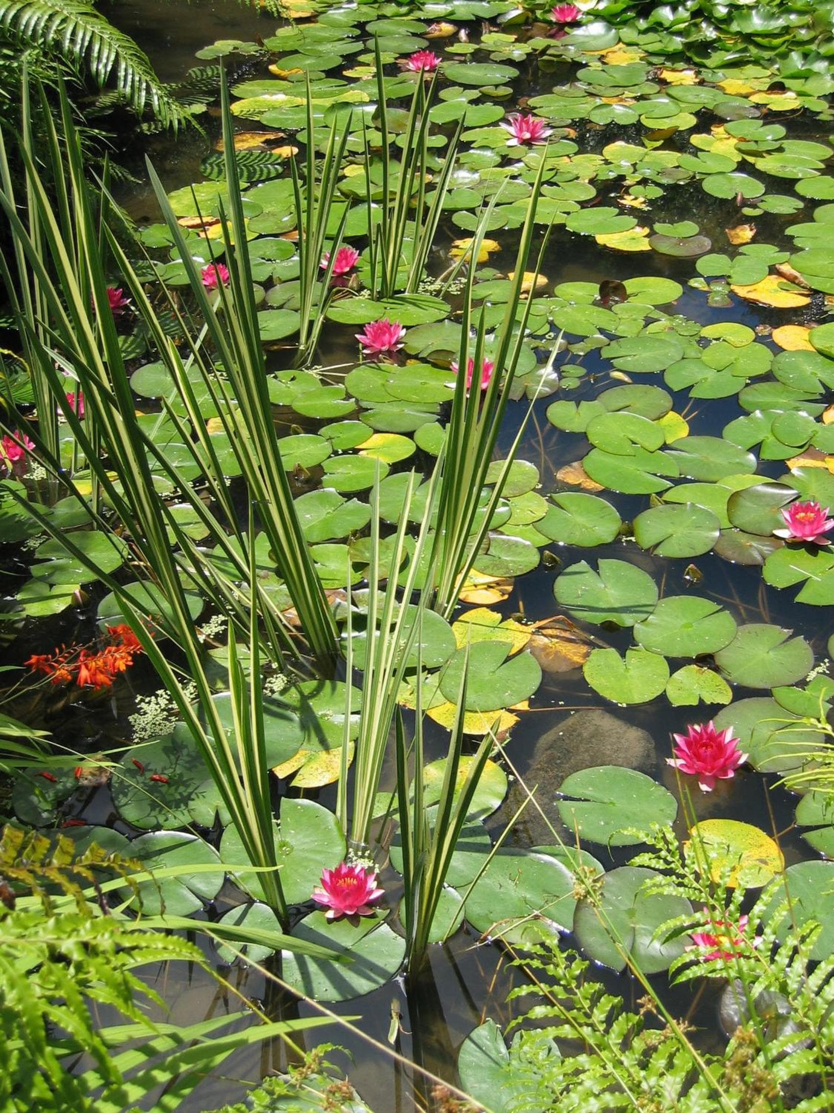 Rapaura Watergardens photo 9