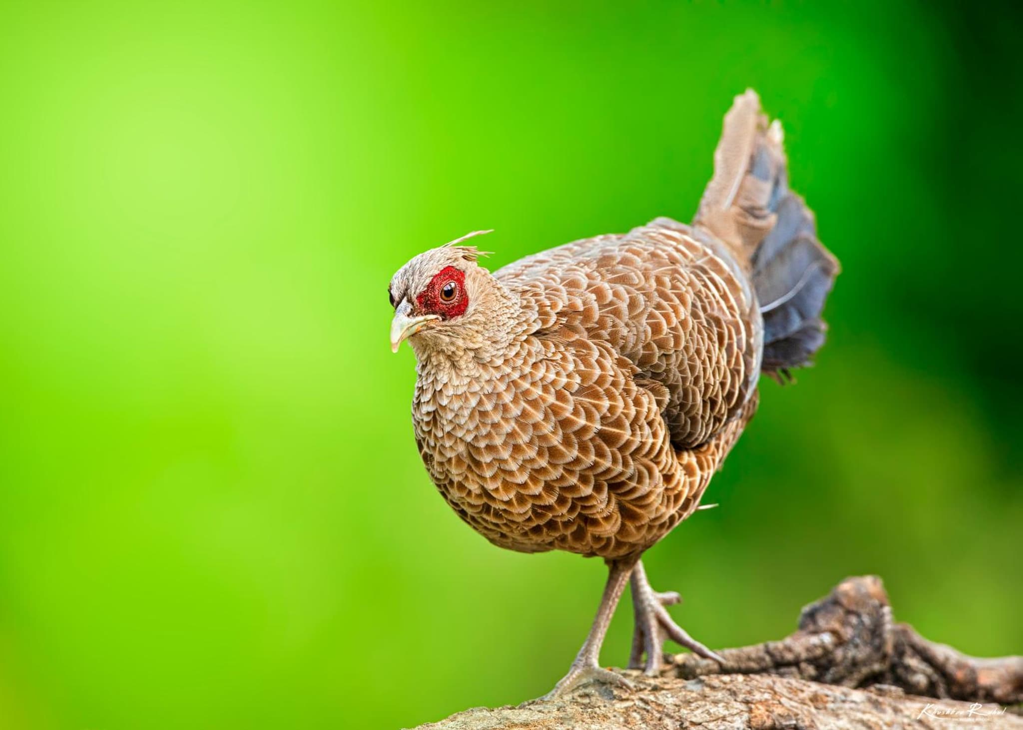 incredible birding camp photo 6