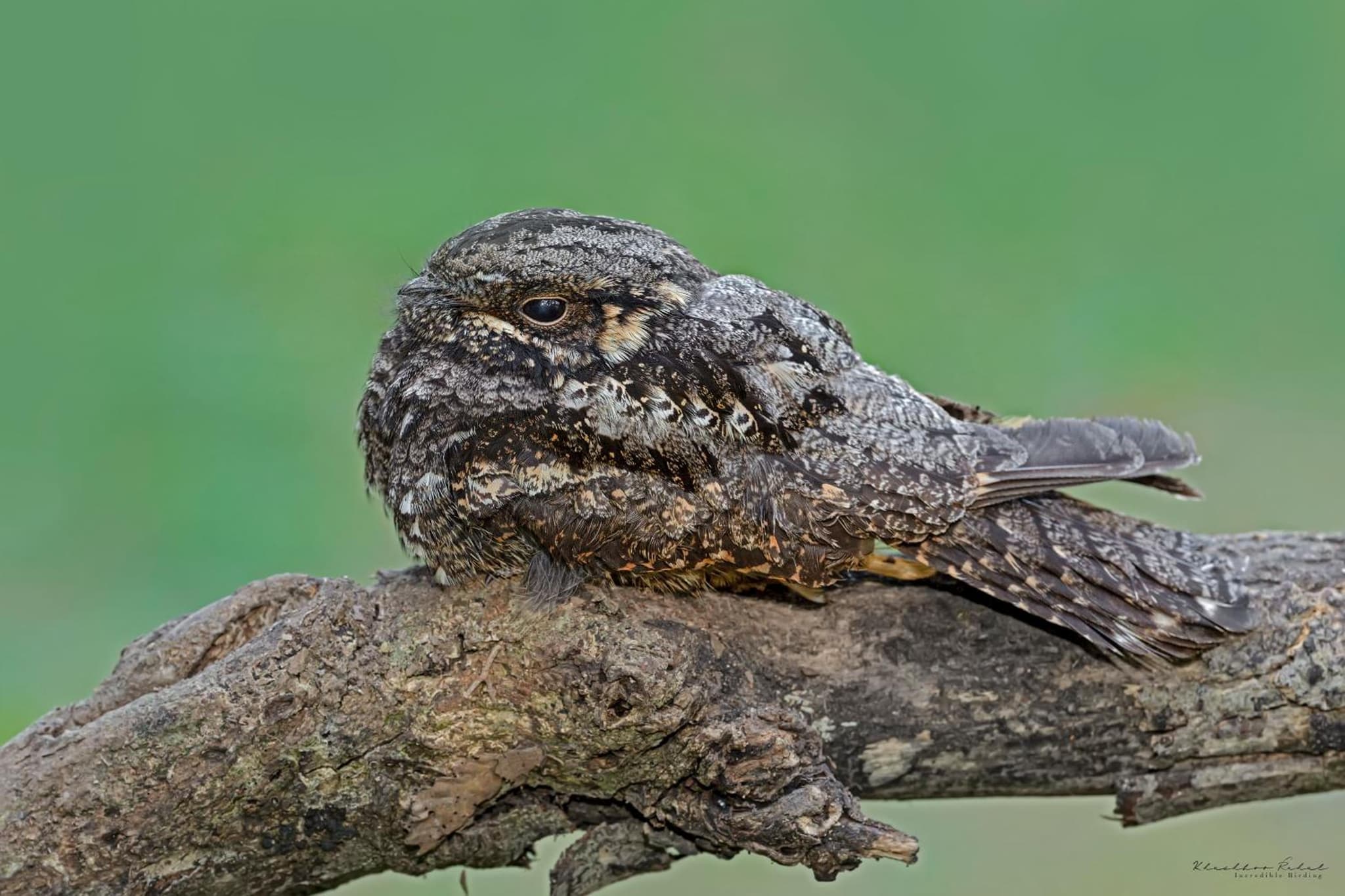 incredible birding camp photo 8