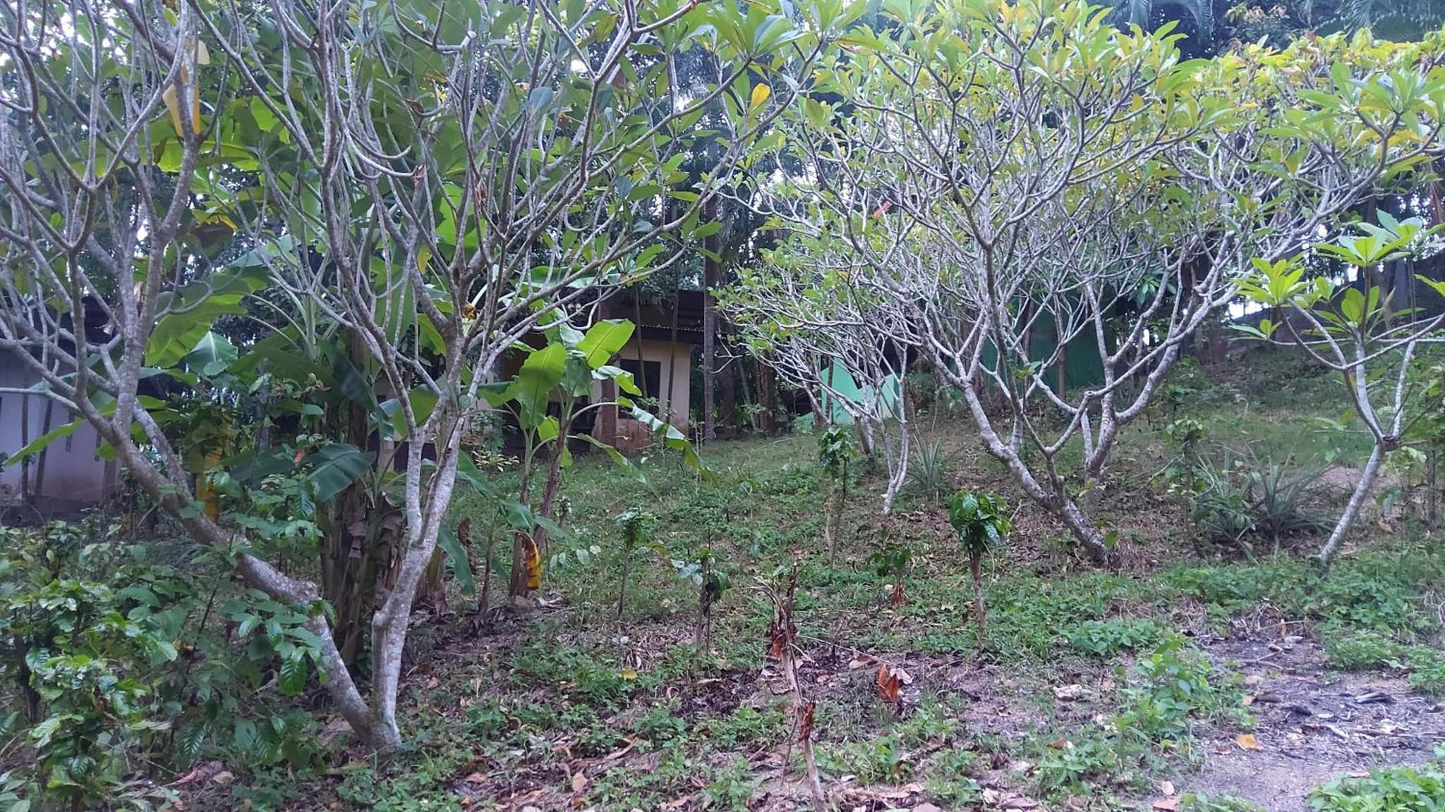 Wilai Villa Lamai photo 6
