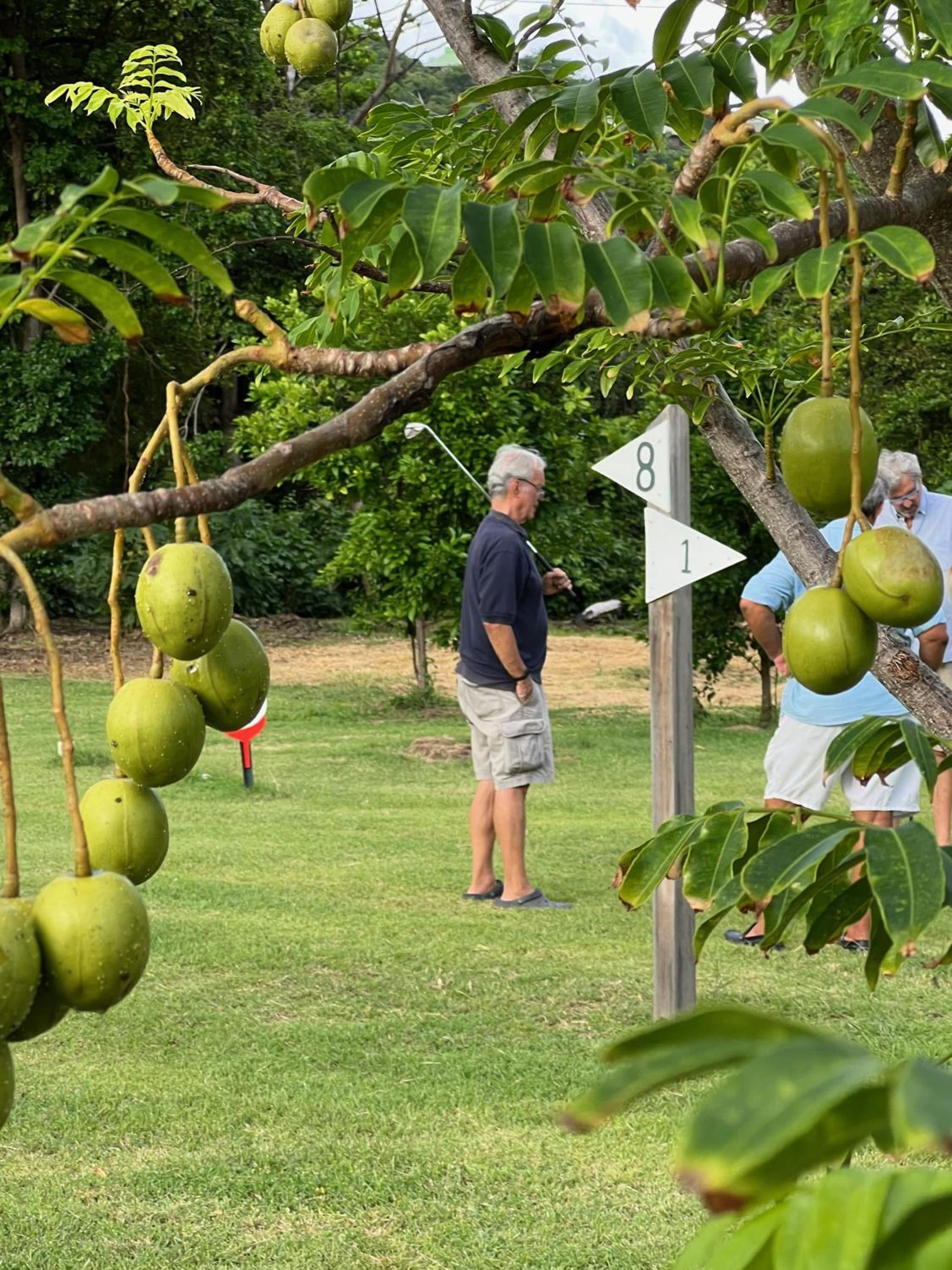 Firefly Estate Bequia photo 7