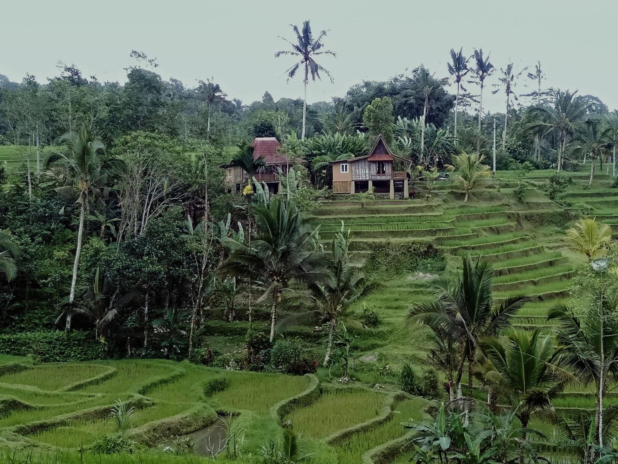 D'Ume Bendoel Homestay photo 3