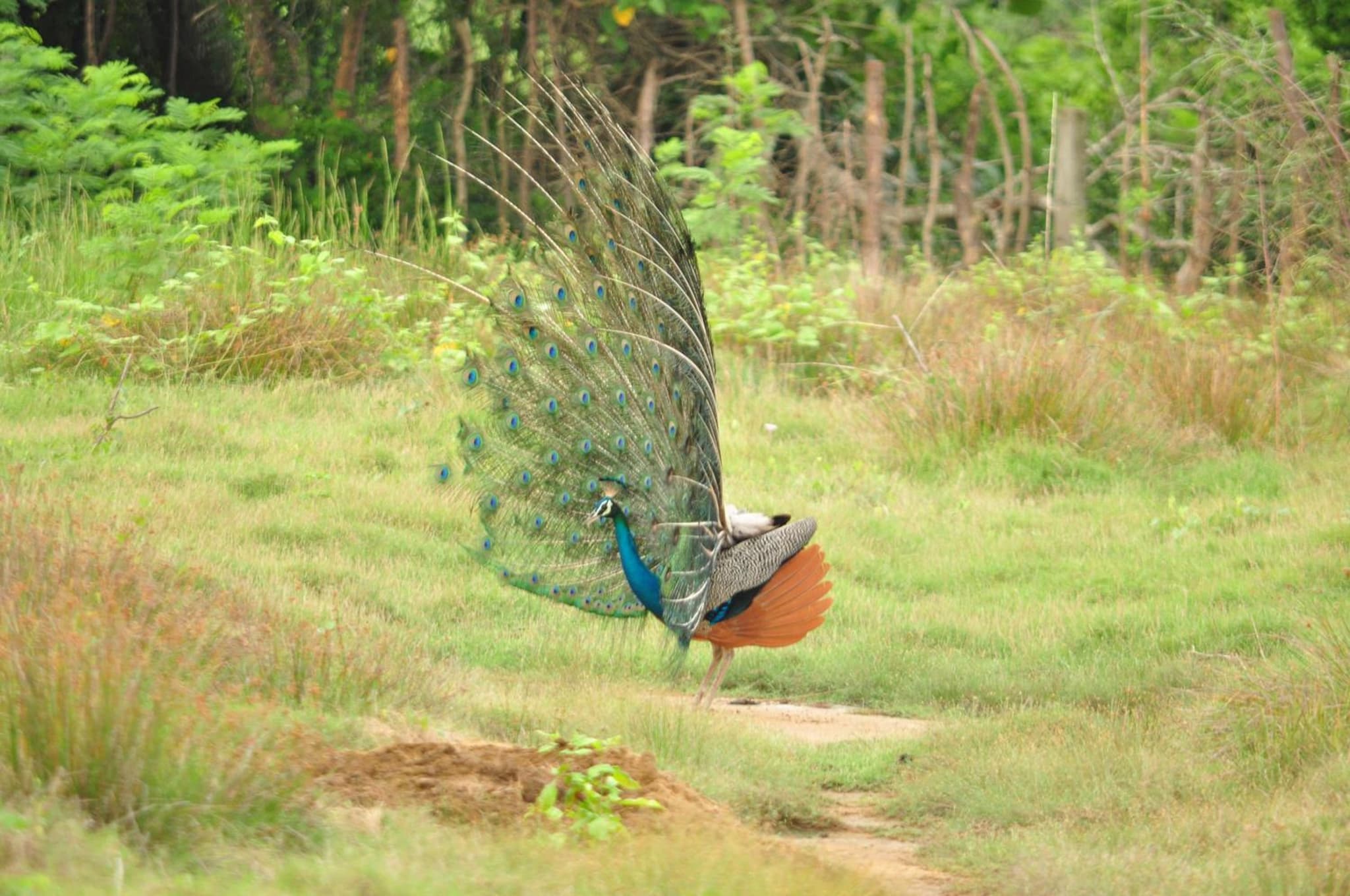 Ranakeliya Lodge - Yala photo 2