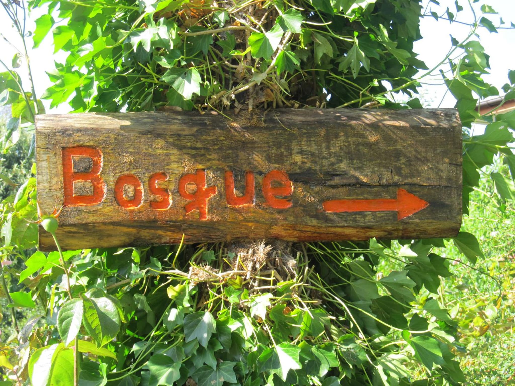 ECOHOSTAL HUELLAS DEL BOSQUE photo 4