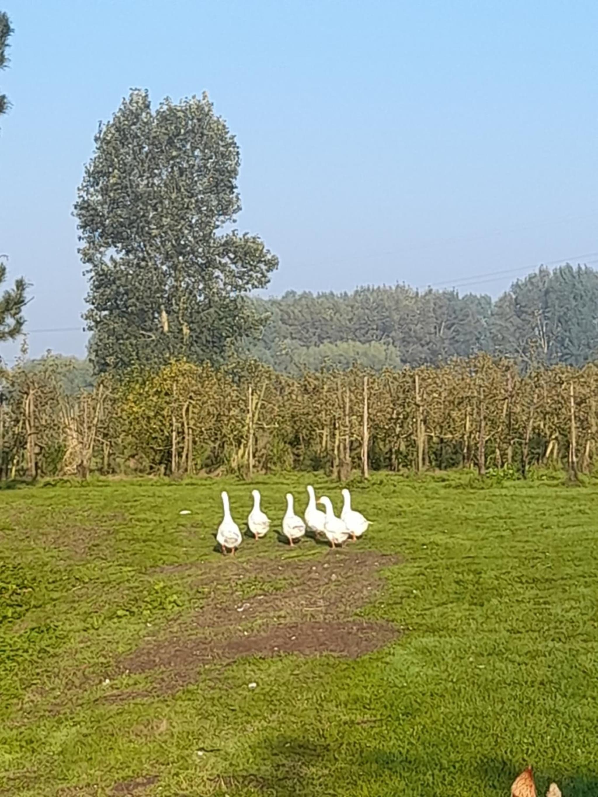 Ferme du Grand Fresnoy photo 9