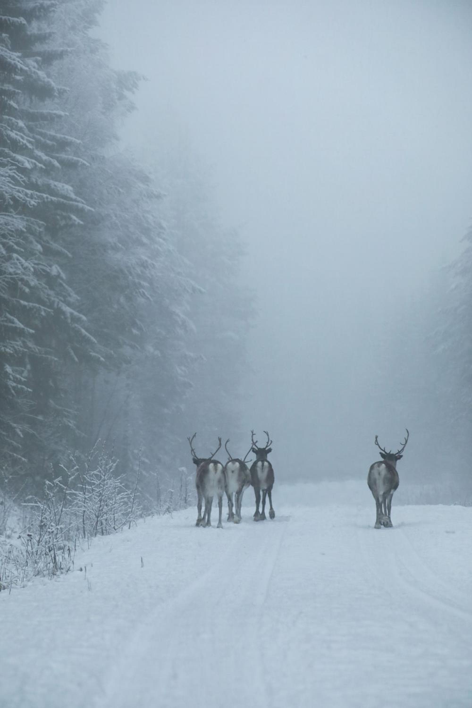 Cozy Stuga - Mountain View photo 2