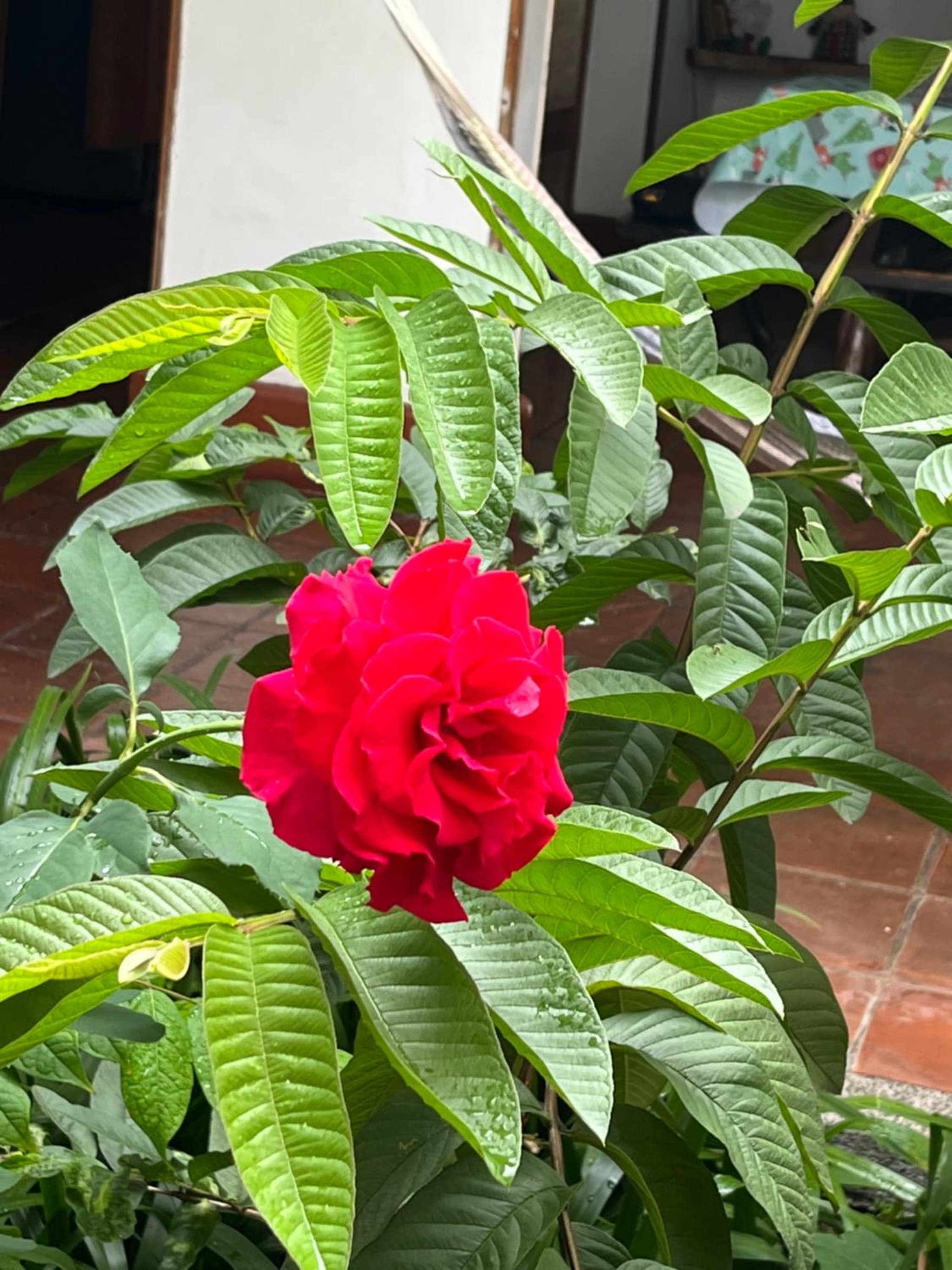 Hotel Colonial Palmira photo 4