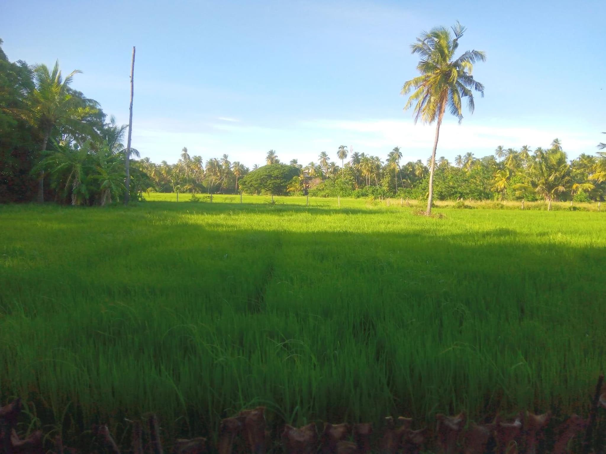 Coconut Island Yala photo 5