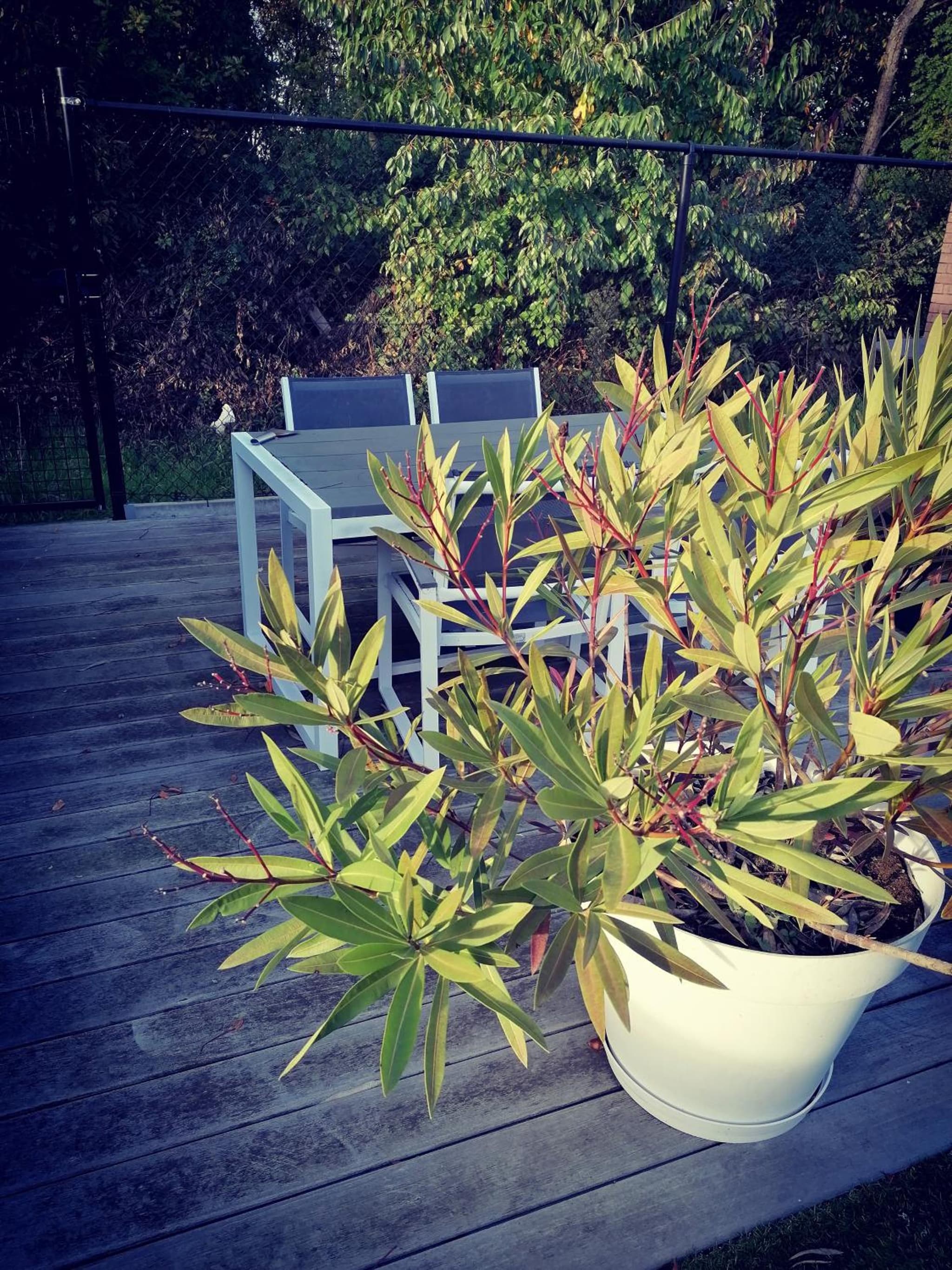 Vakantievilla met jacuzzi Limburg photo 6
