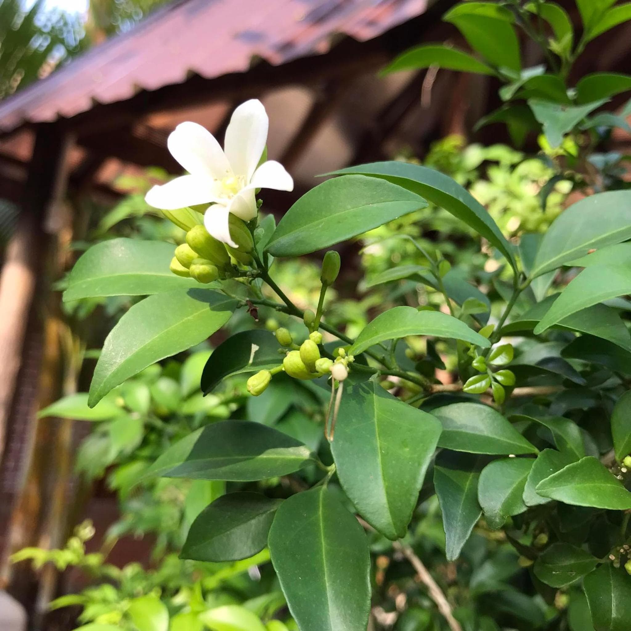 Captain Chim's Guest House photo 8