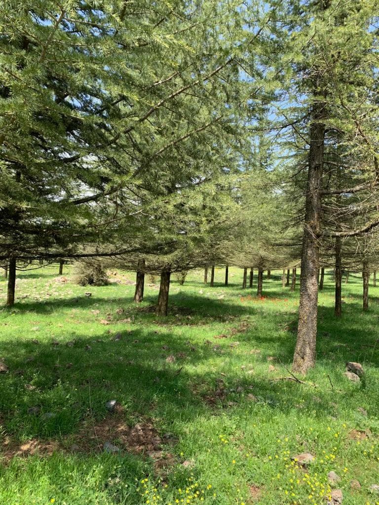 Highland Forest Zimmers photo 8