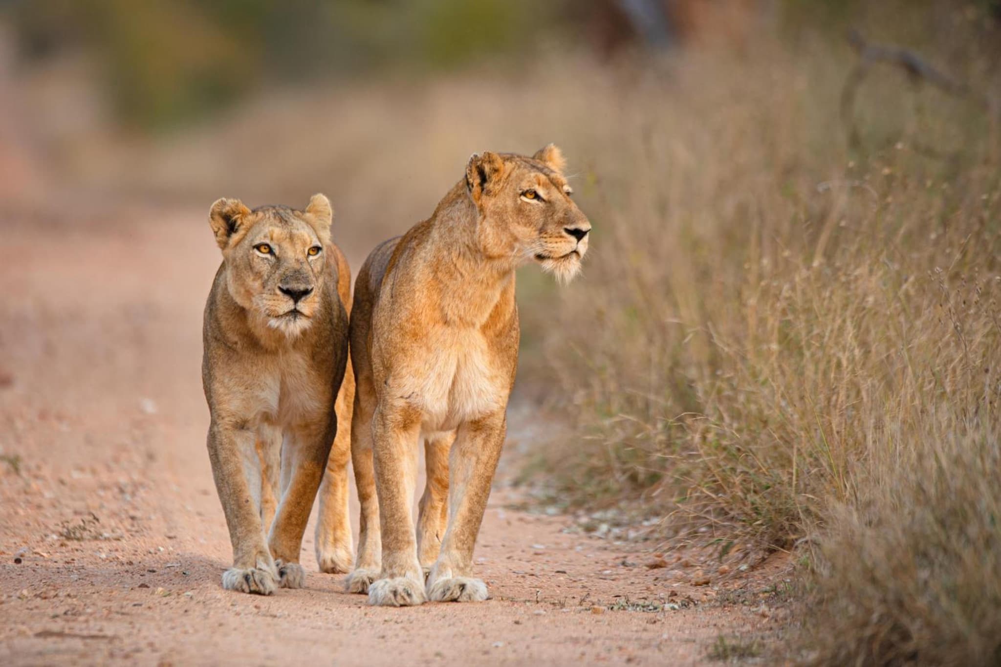Kapama River Lodge photo 2