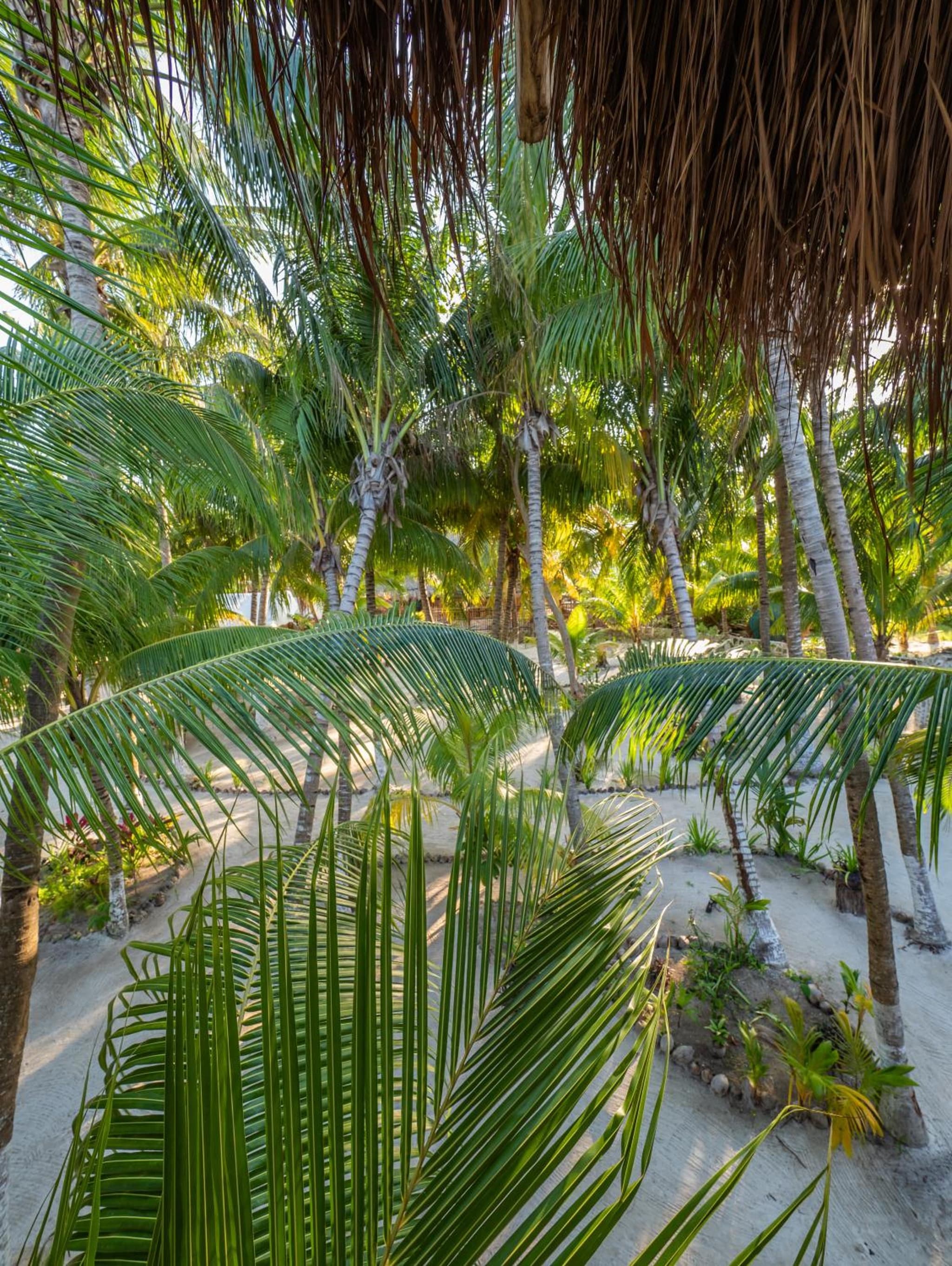 Zomay Beachfront Holbox photo 4