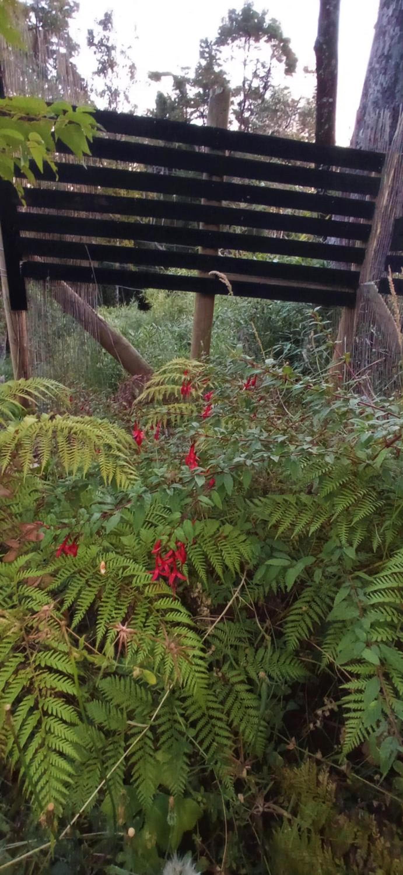 Casita Bosque-Rucalemu photo 3