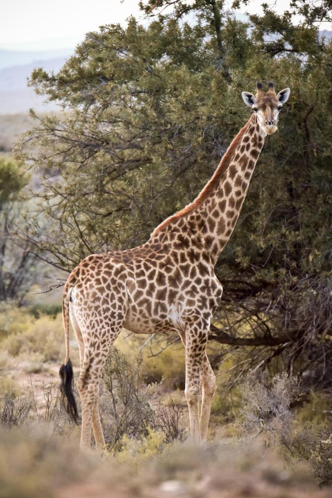 Mont Eco Game Reserve photo 6