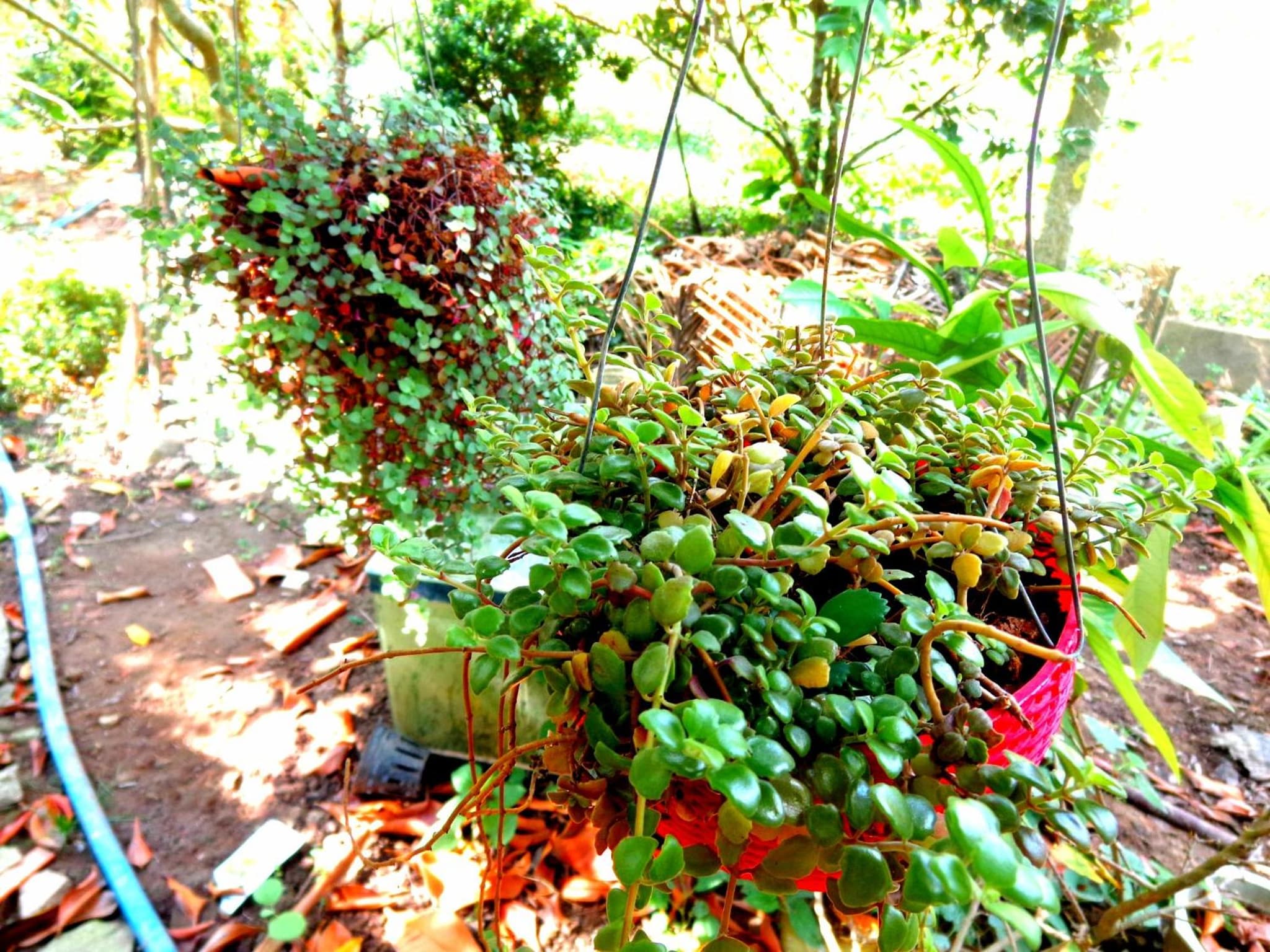 Coco Happy Farm photo 8