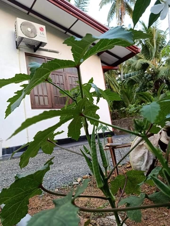 Ransavi villa photo 8