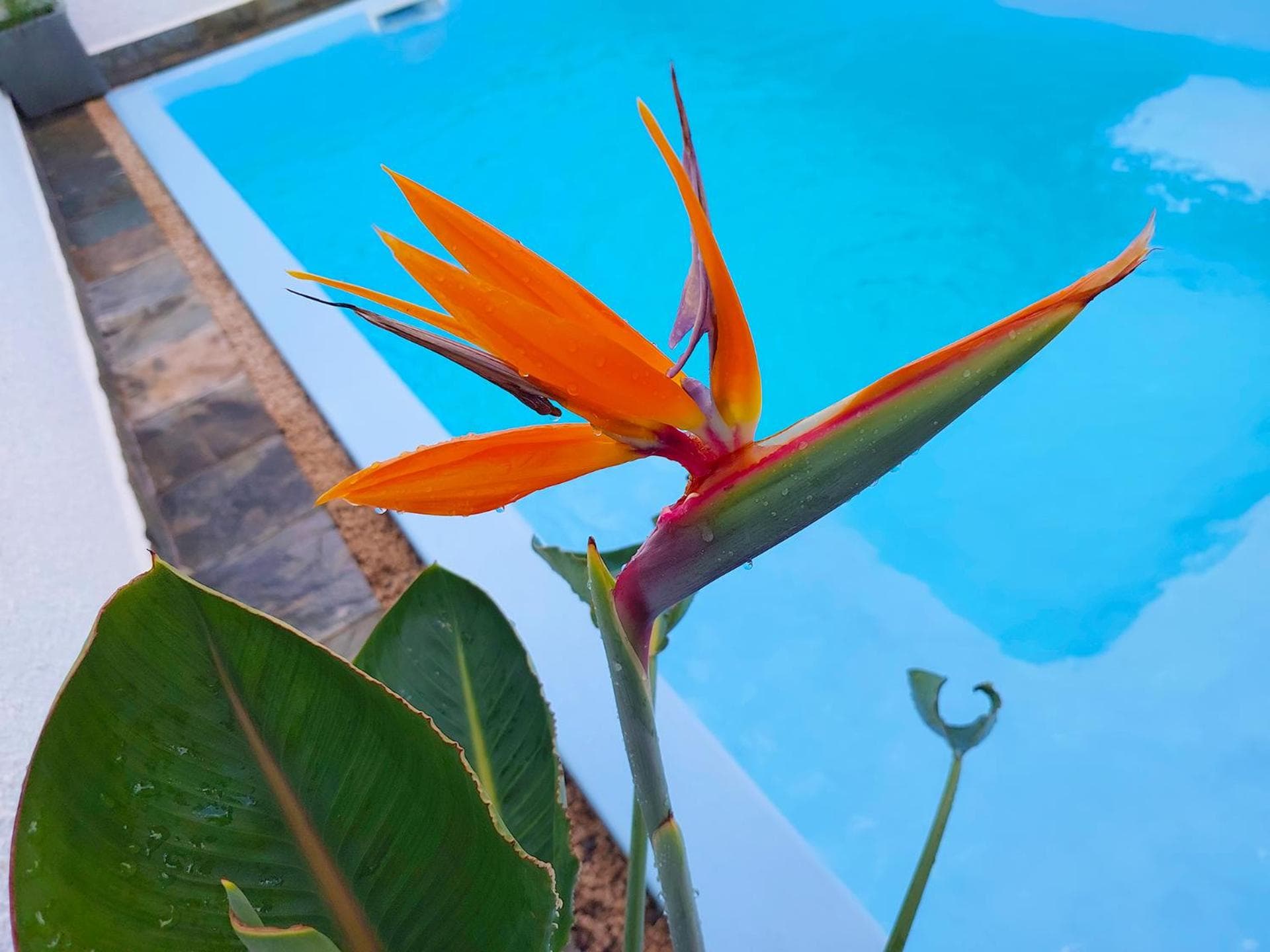 Golden Square Villa & Private Pool photo 5