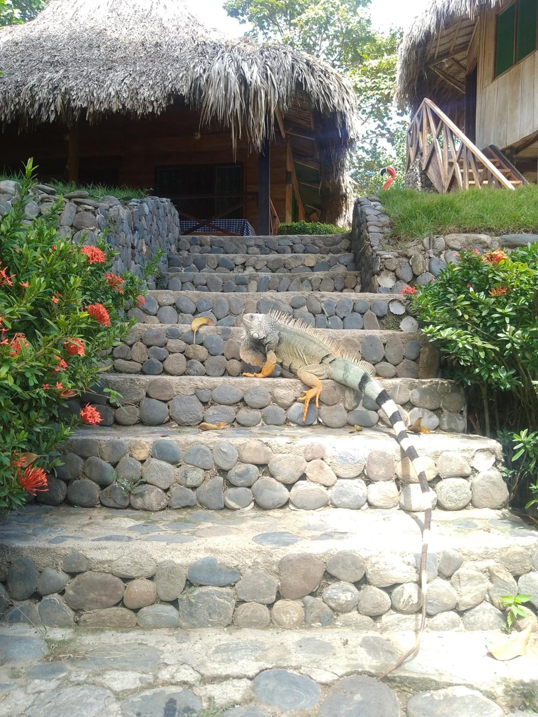 ECOCABAÑAS DIOSA JAGUAR tayrona photo 5