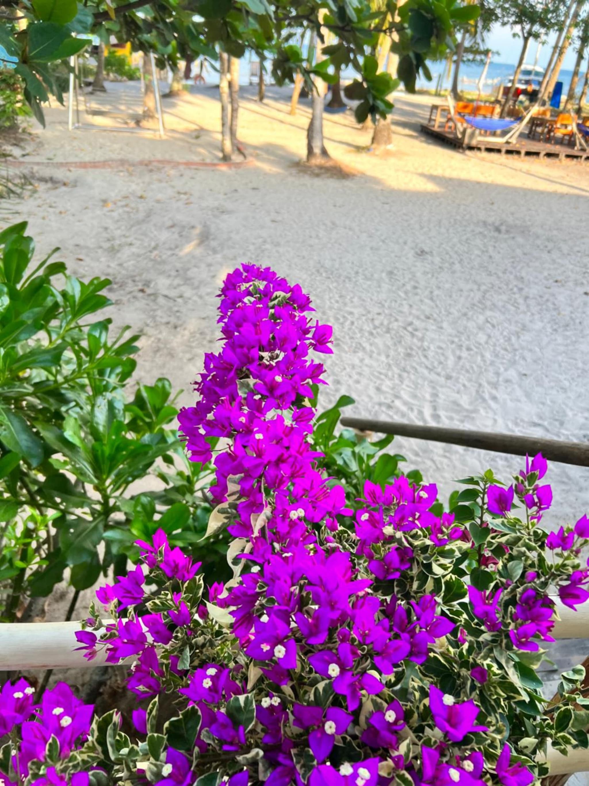 Freedom Beach Resort photo 8