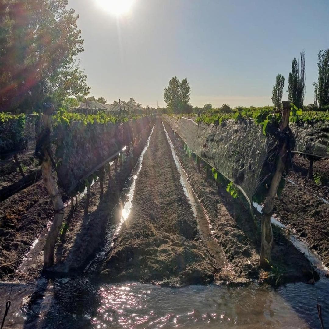 Escapada Exclusiva en Finca con Viñedos y Olivares Relájate en la Naturaleza con Confort y Encanto photo 7