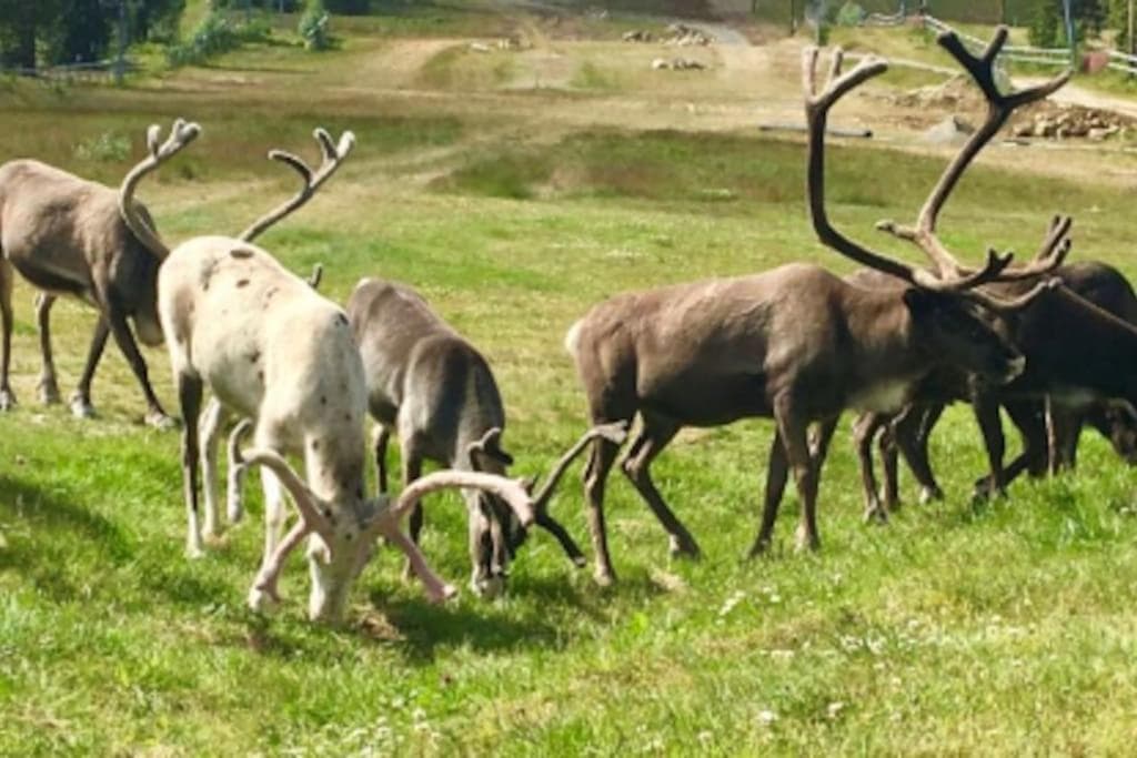 Björnrike Vemdalen. Mitt i backen photo 8