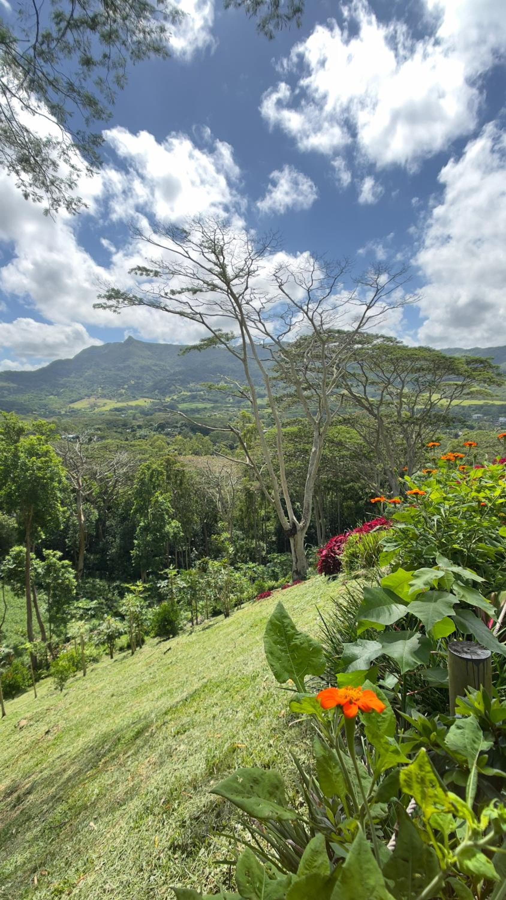 Green Cottage Chamarel photo 3