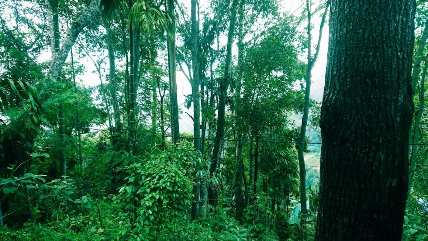 Dulmini Homestay photo 8