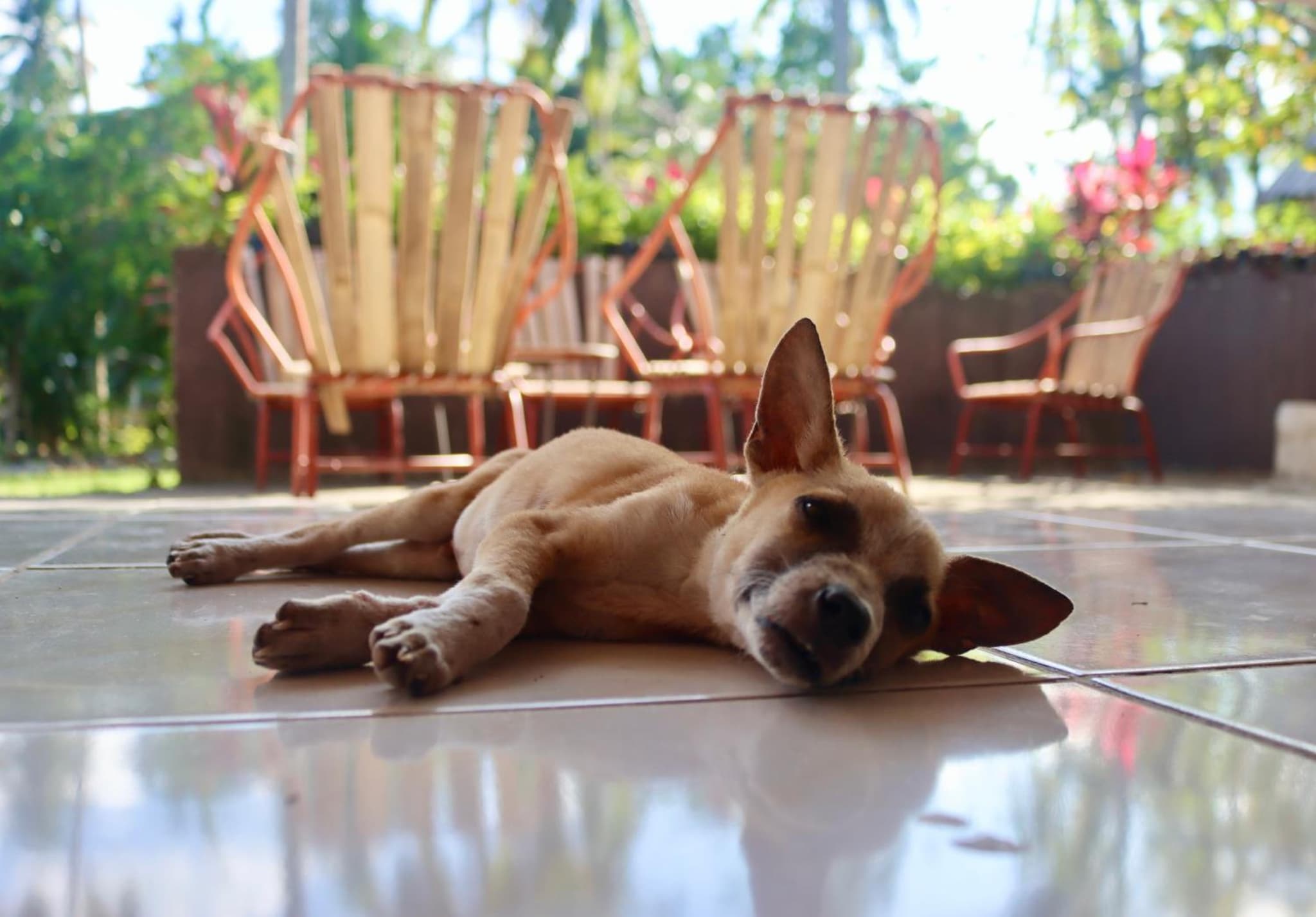 Bohol Hammock Hostel photo 6