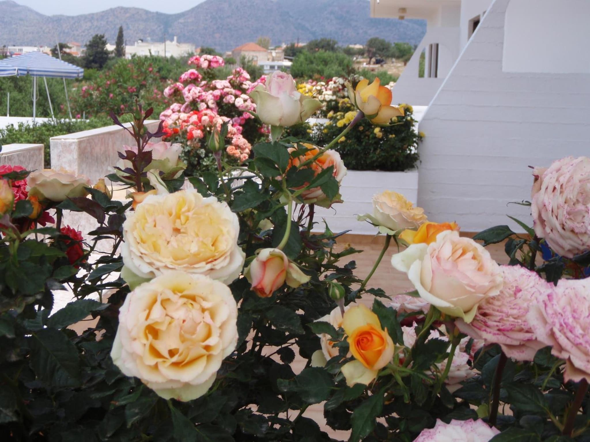 Villas Michalis photo 8