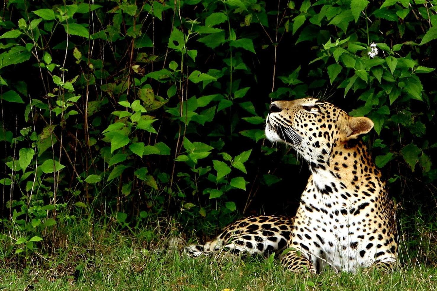 Big Game - Wilpattu by Eco Team photo 2