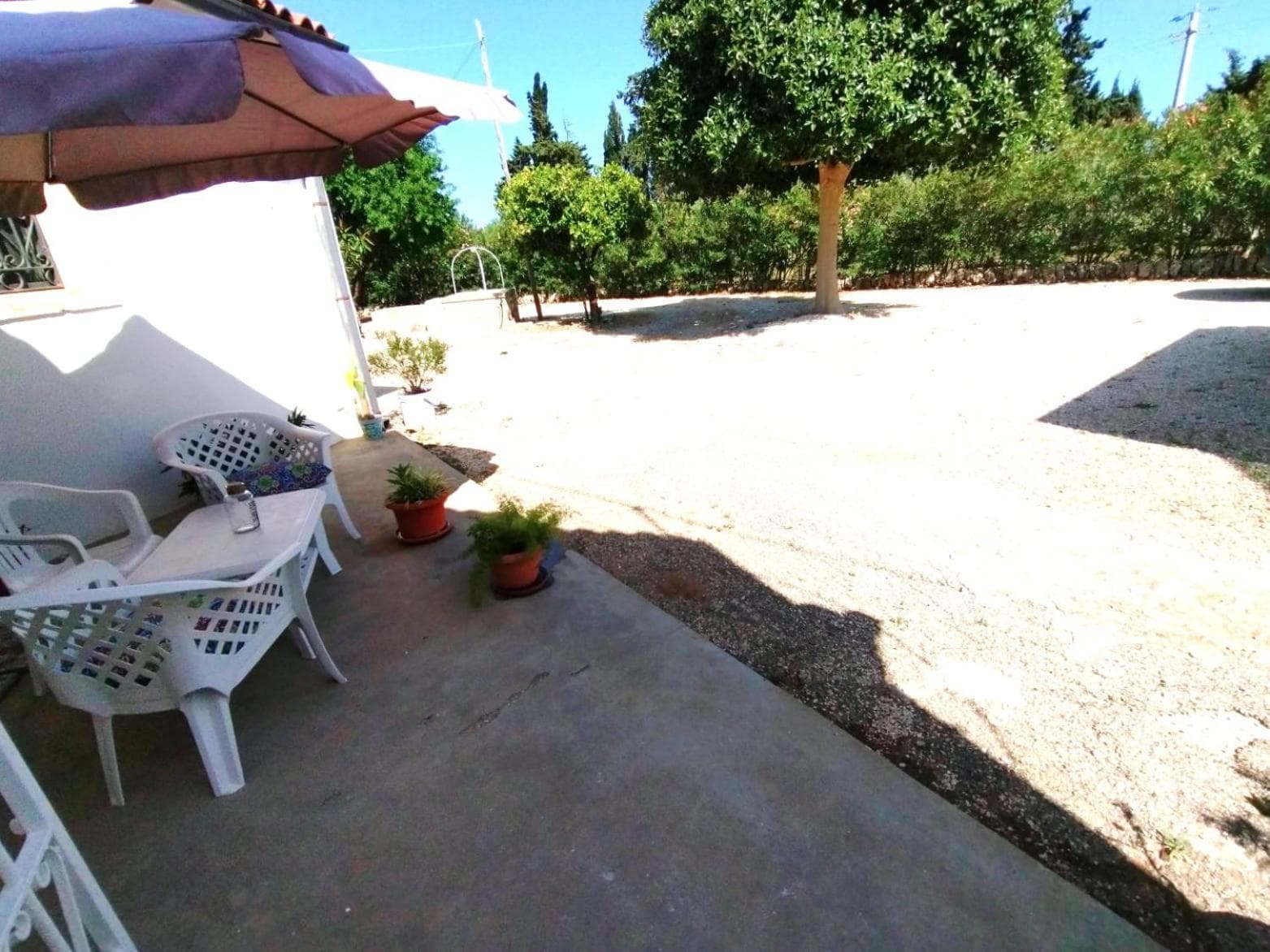 HIBISCUS SIRACUSA photo 6