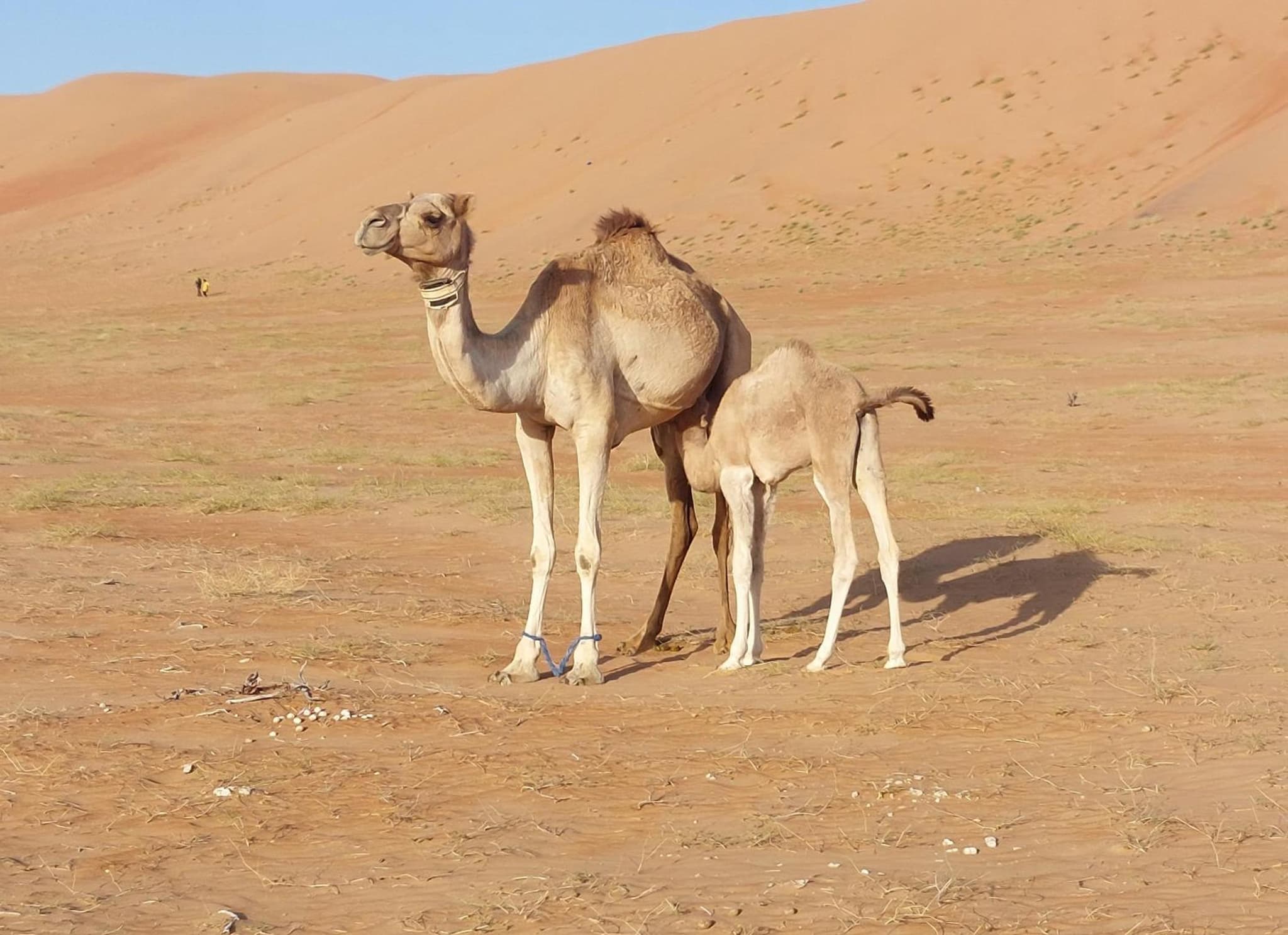 Delight Desert Private Camp photo 4