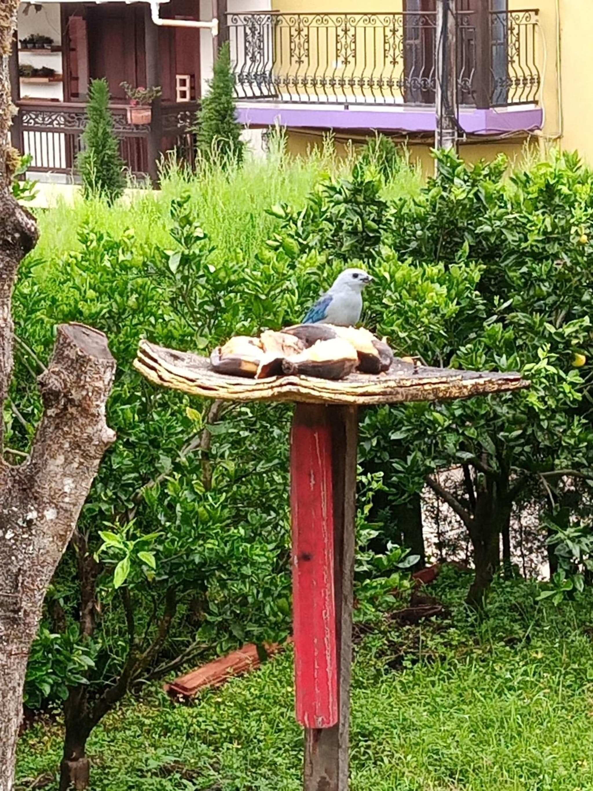 Bird House - Apartament photo 2