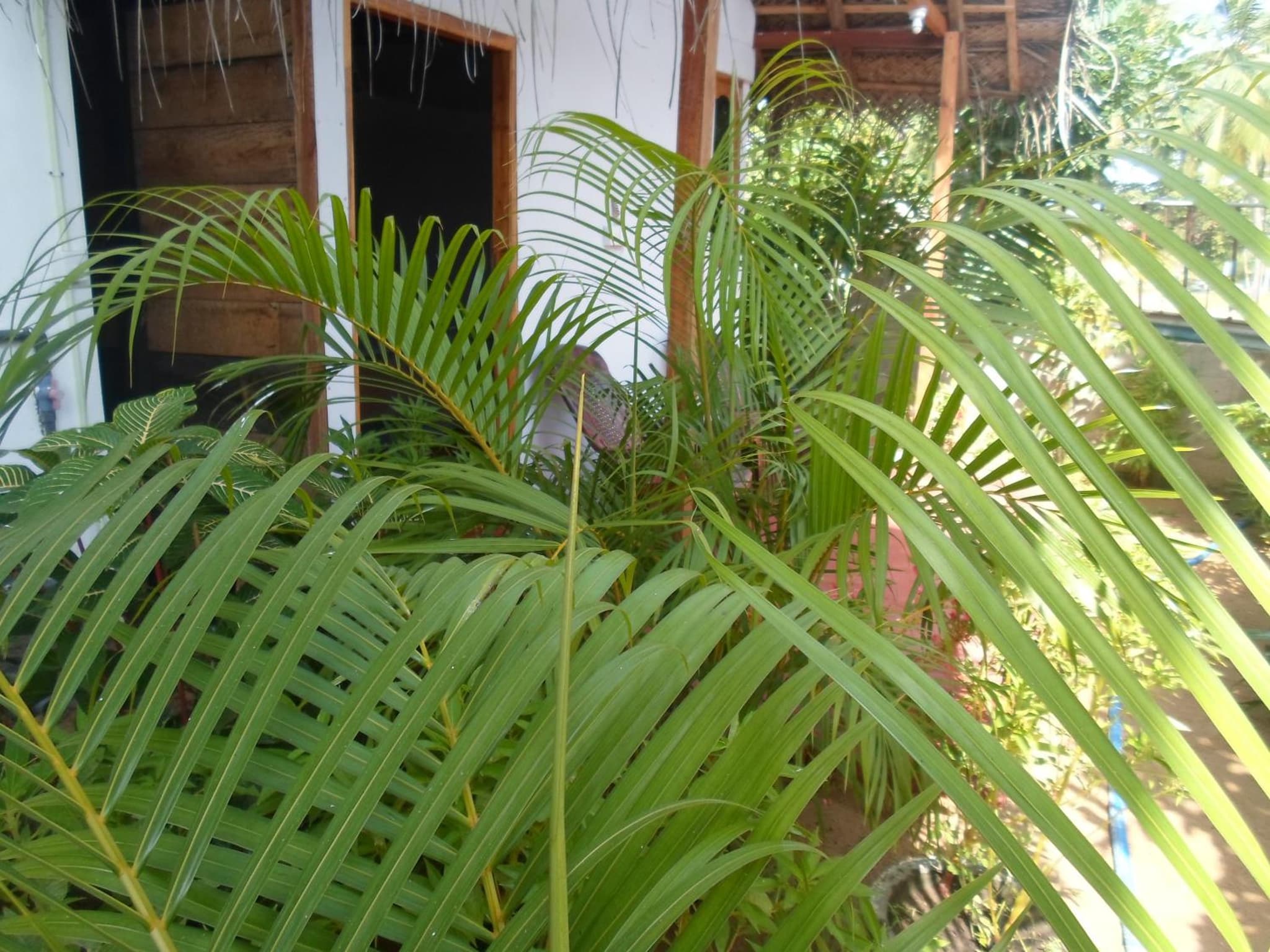 SURF & SAND Hotel Arugambay photo 4