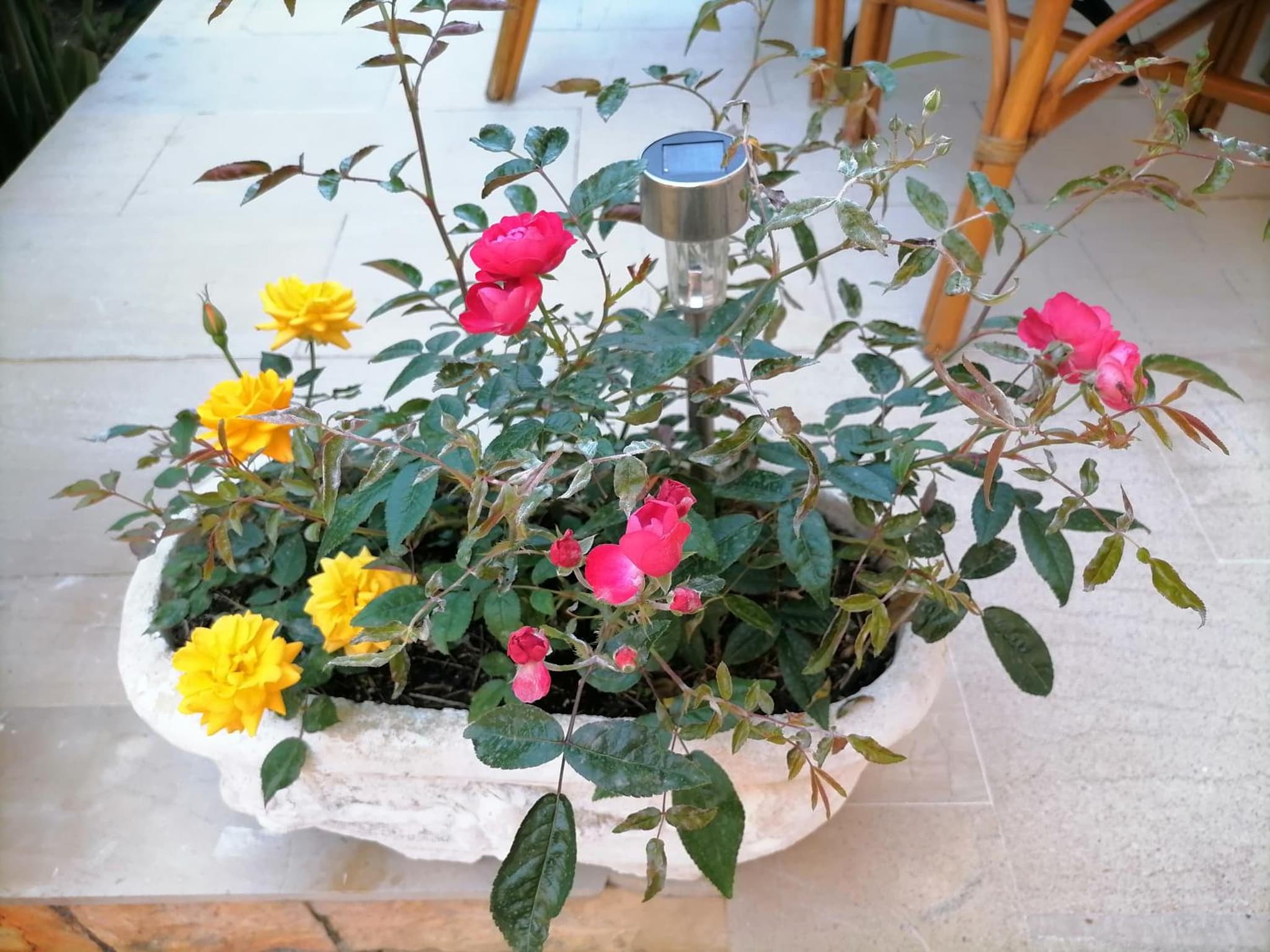 flower garden apartment