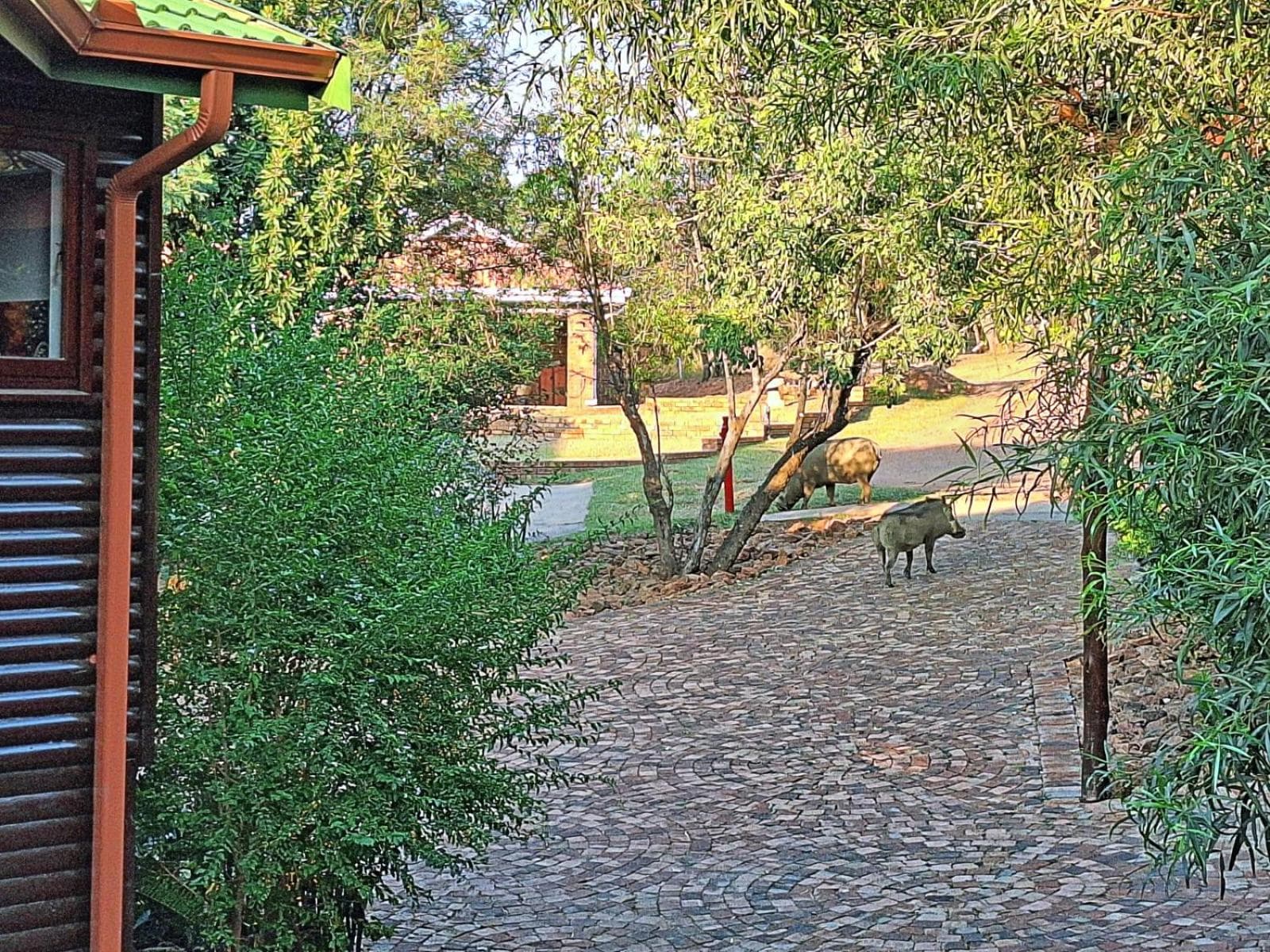 Loskop Serene Bush Cabin photo 6