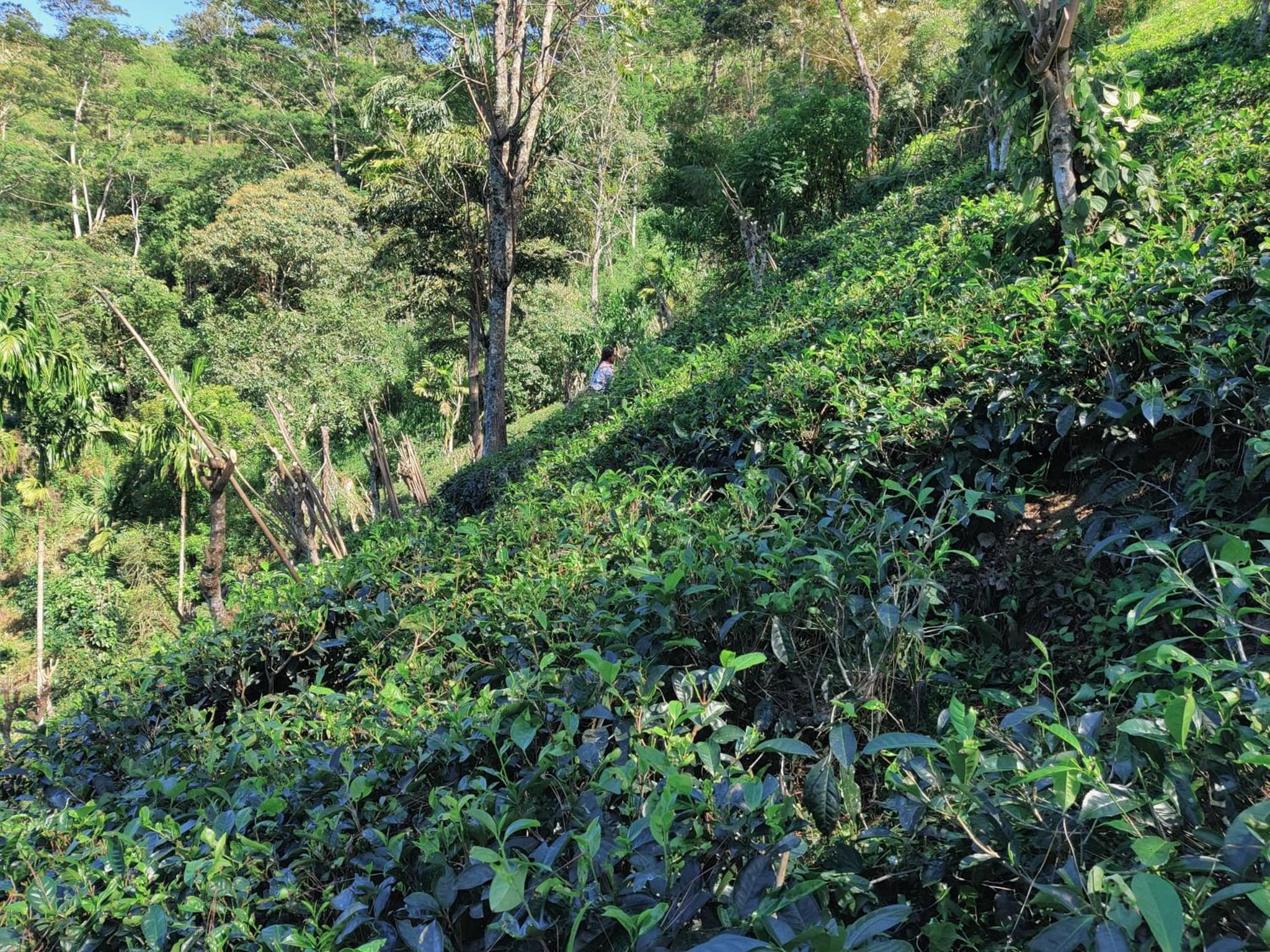 Rohana Estate Lodging & Camping photo 2