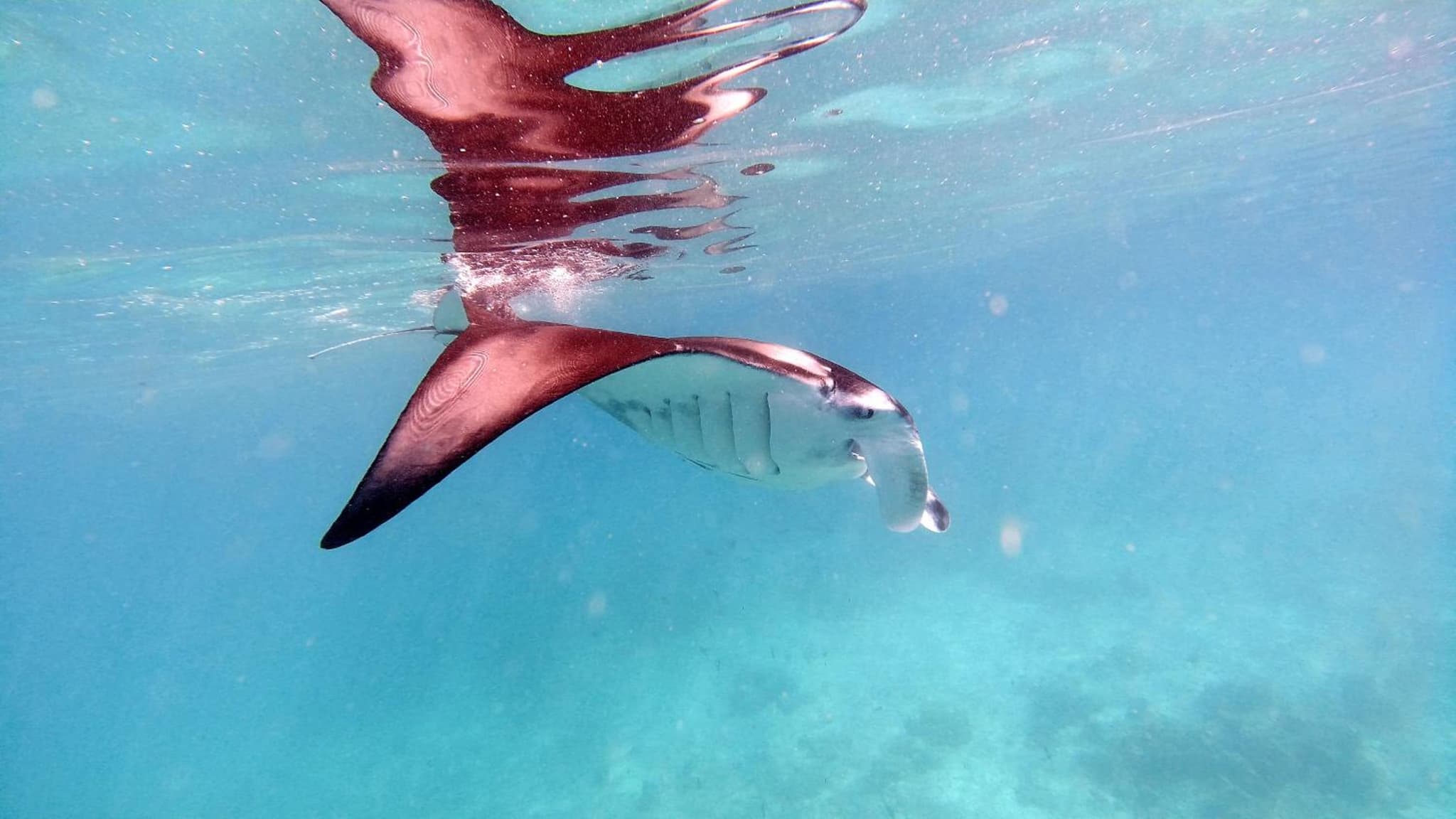 Jerrys Dive Lodge Rasdhoo photo 7