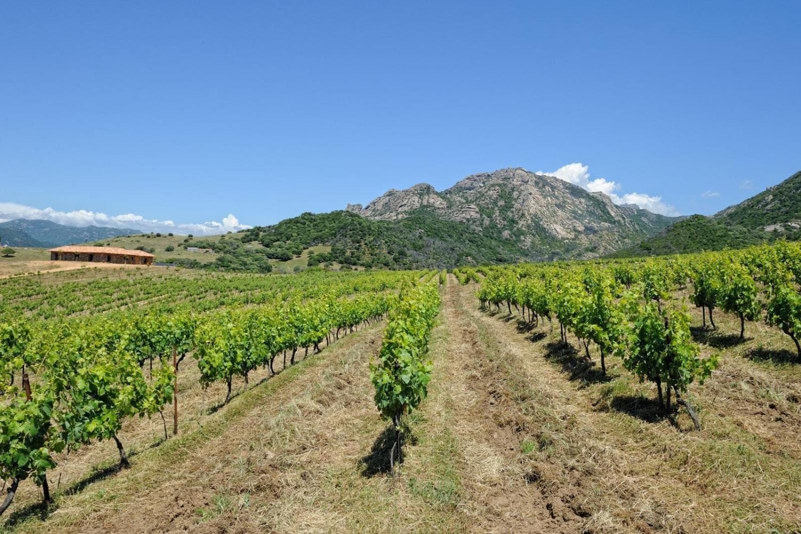 Chambre d'Hôtes Domaine Pero Longo photo 7