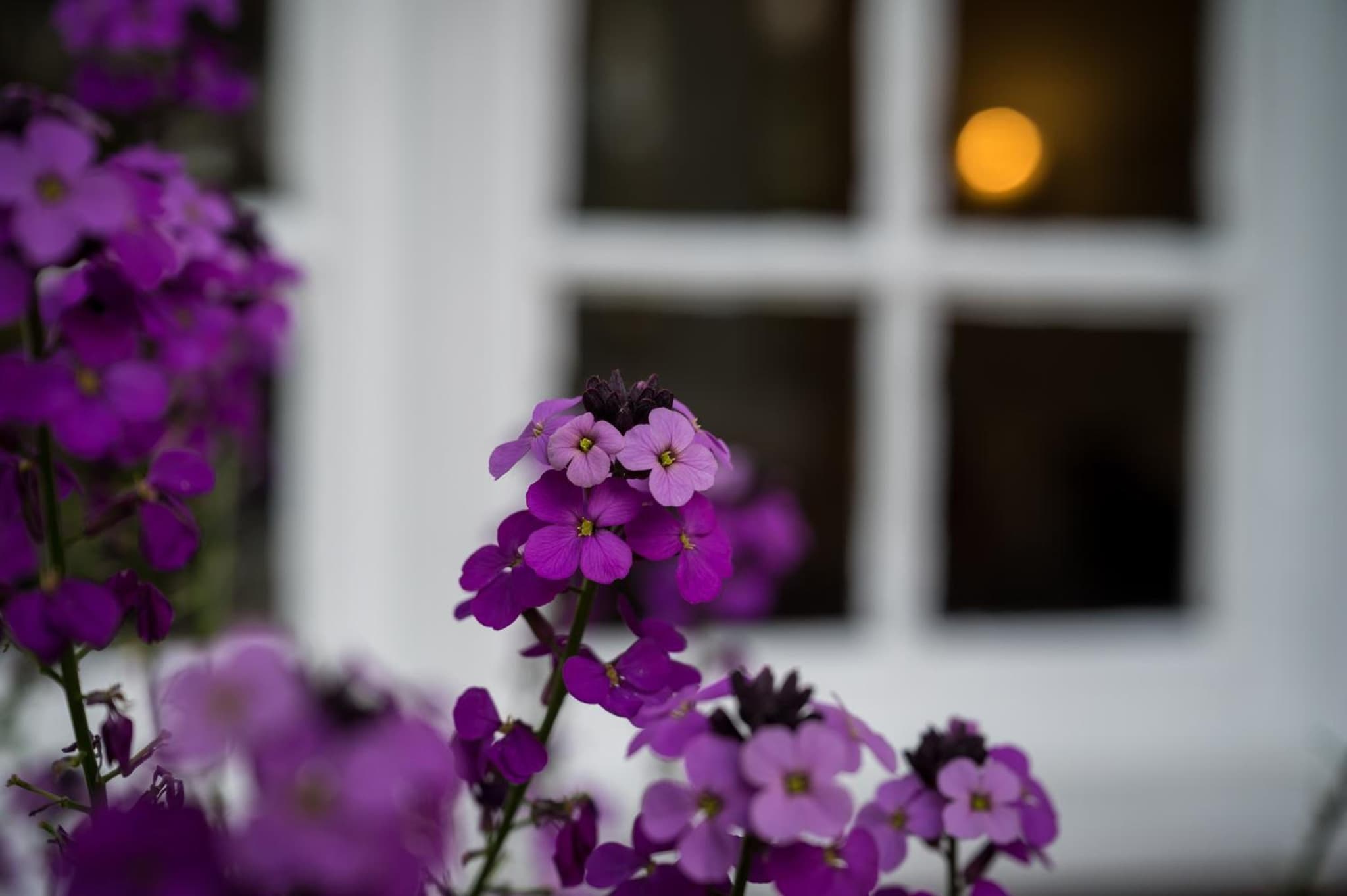 Findon Manor Hotel photo 4