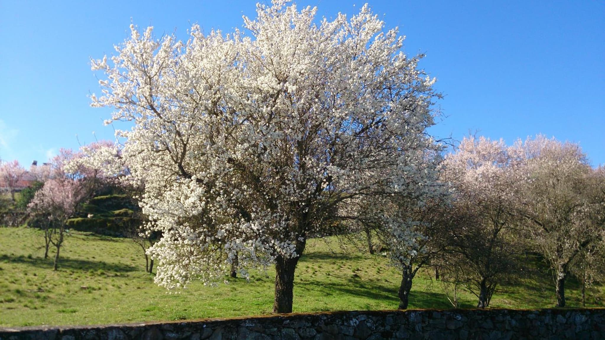 Flor Do Douro - Comércio e Hotelaria, Lda photo 4