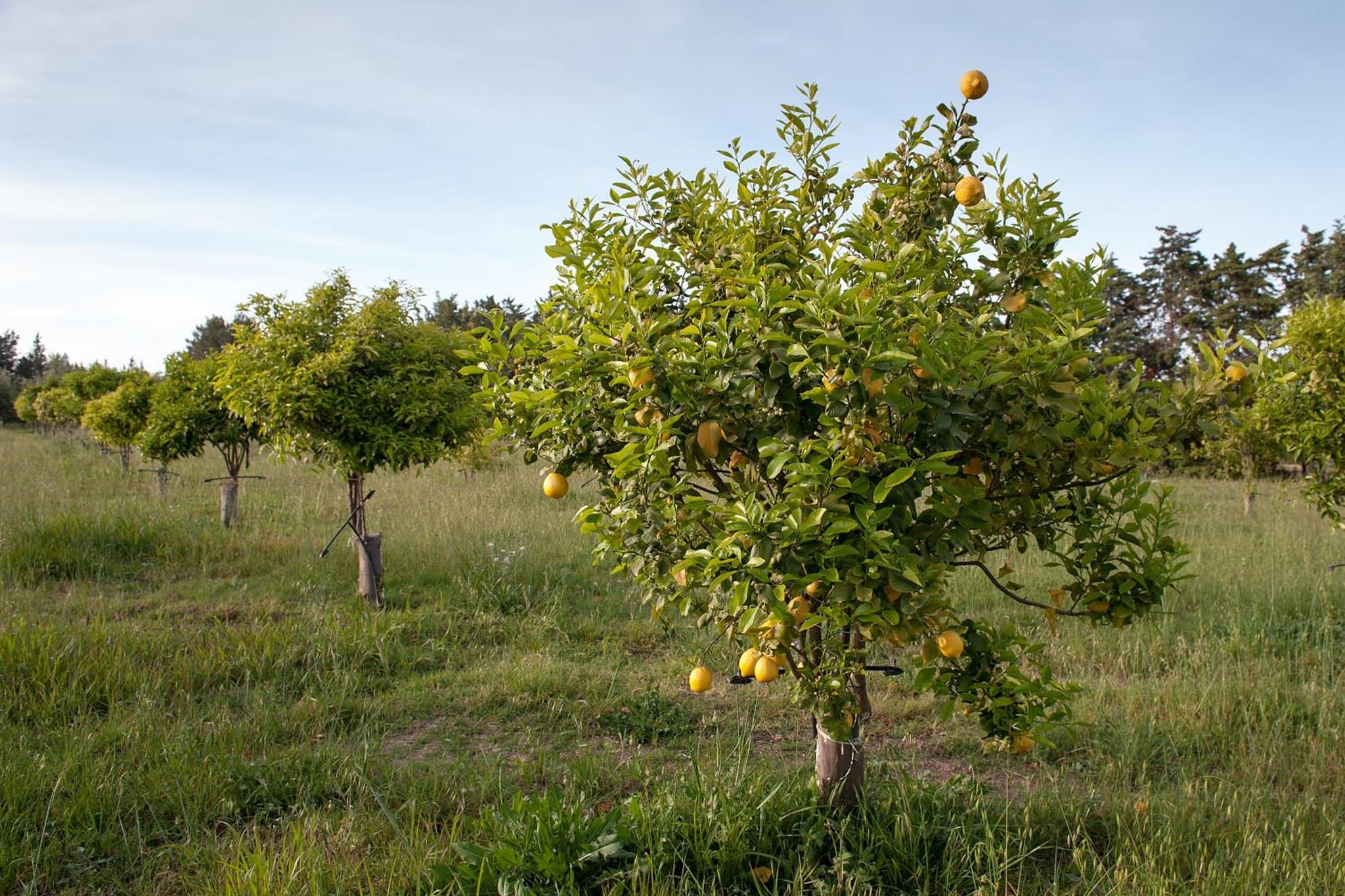 Masseria Della Volpe photo 2