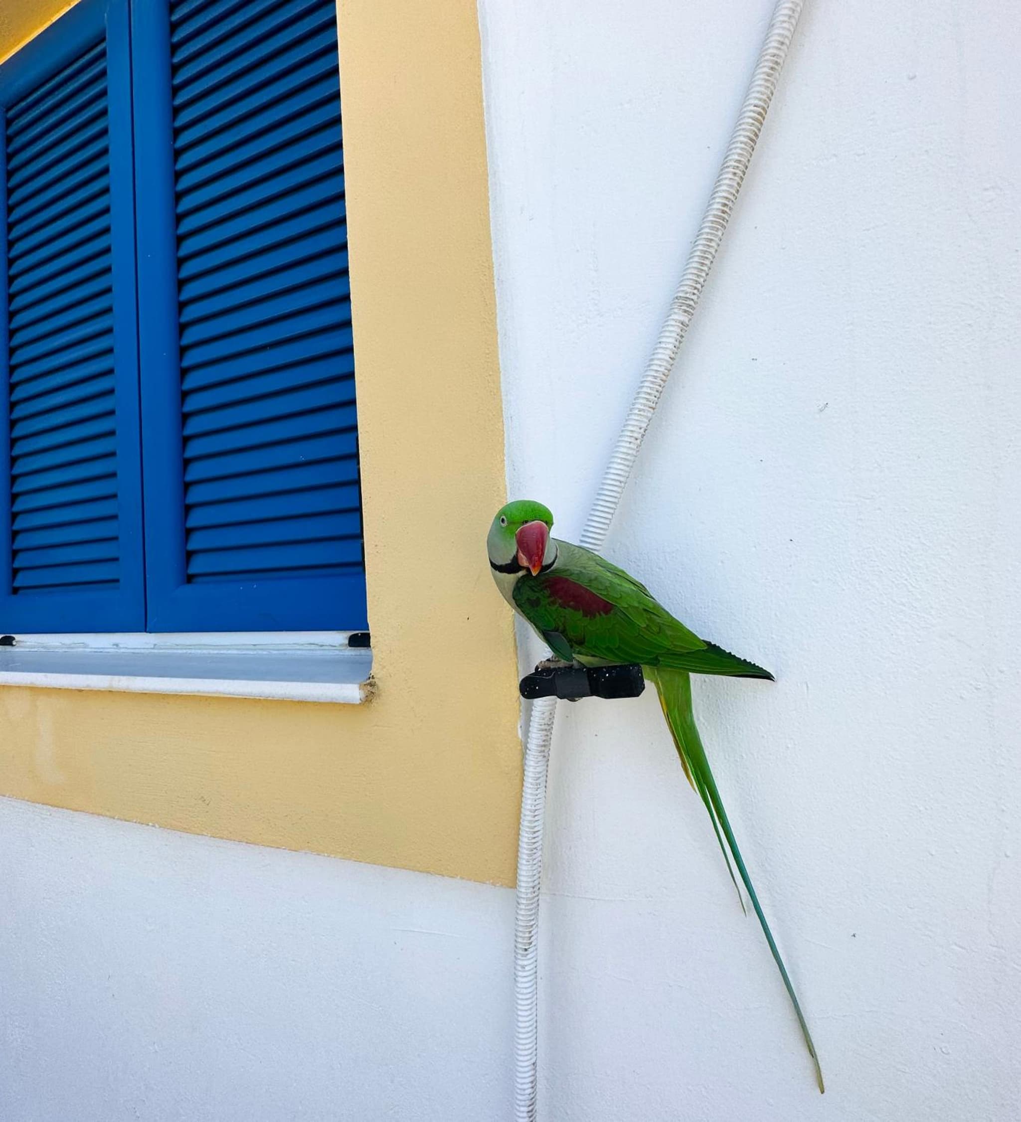Green Parrot Apartments photo 8